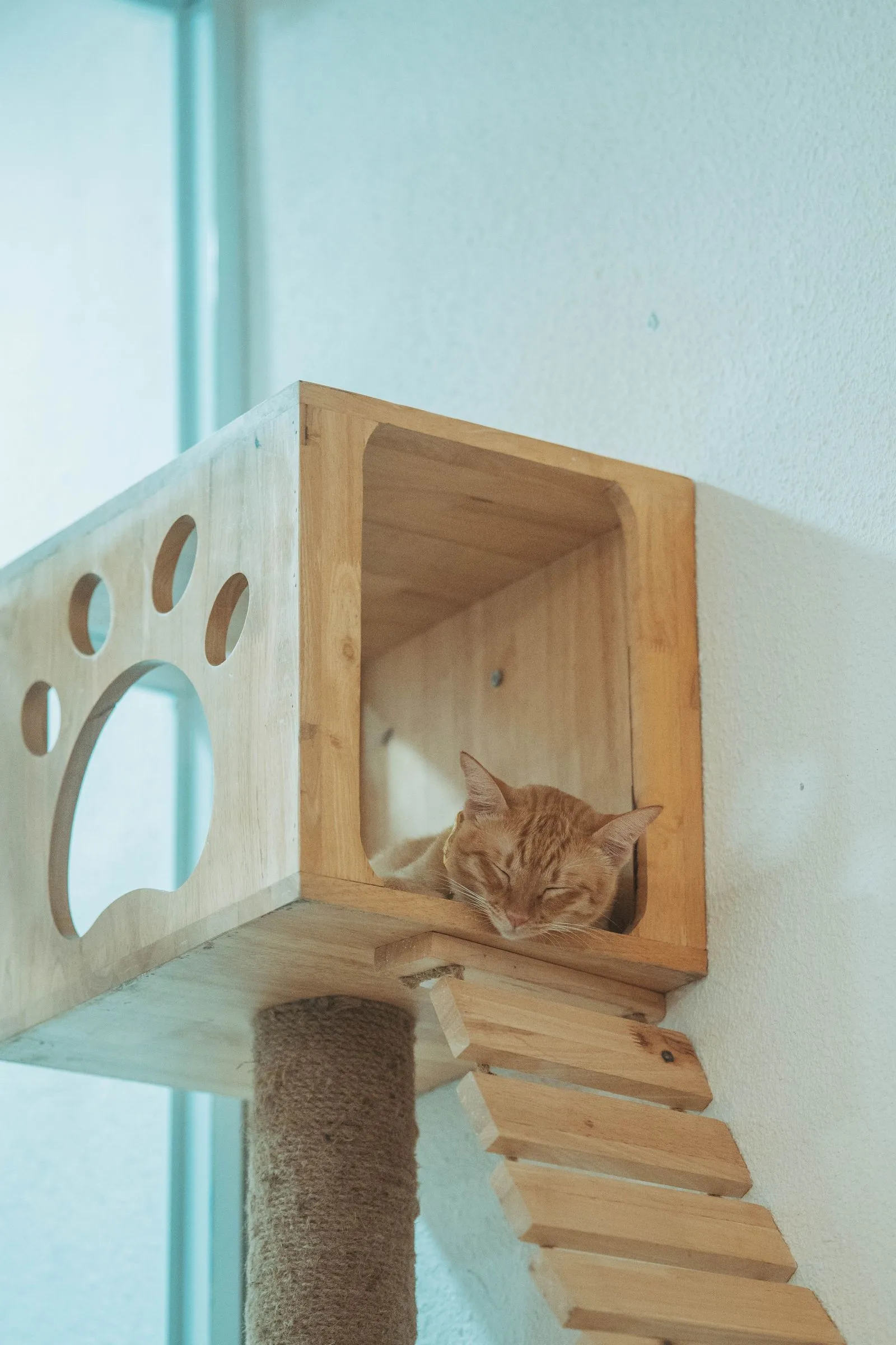 肉球の穴があいた木箱型ハウスの中で眠るオレンジ色の猫