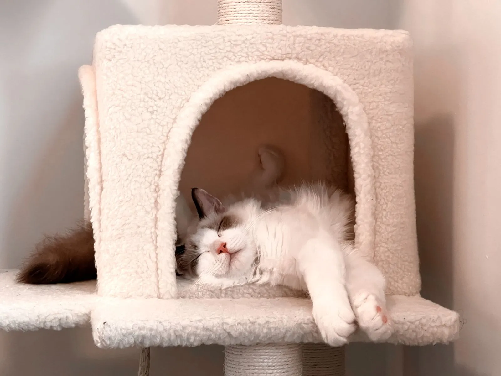 アーチ型の入り口があるドーム型ベッドで眠る白い猫