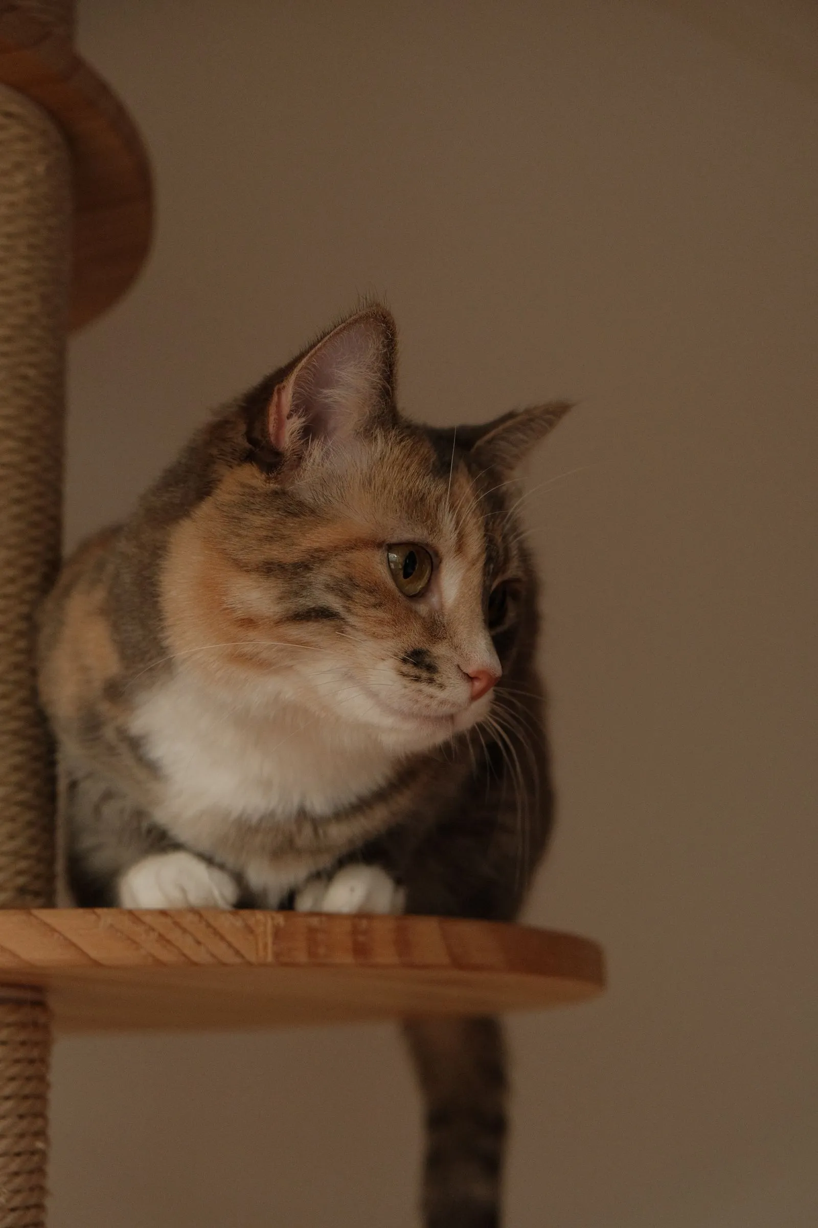 木製の丸い棚に座り横を向くキジトラ猫