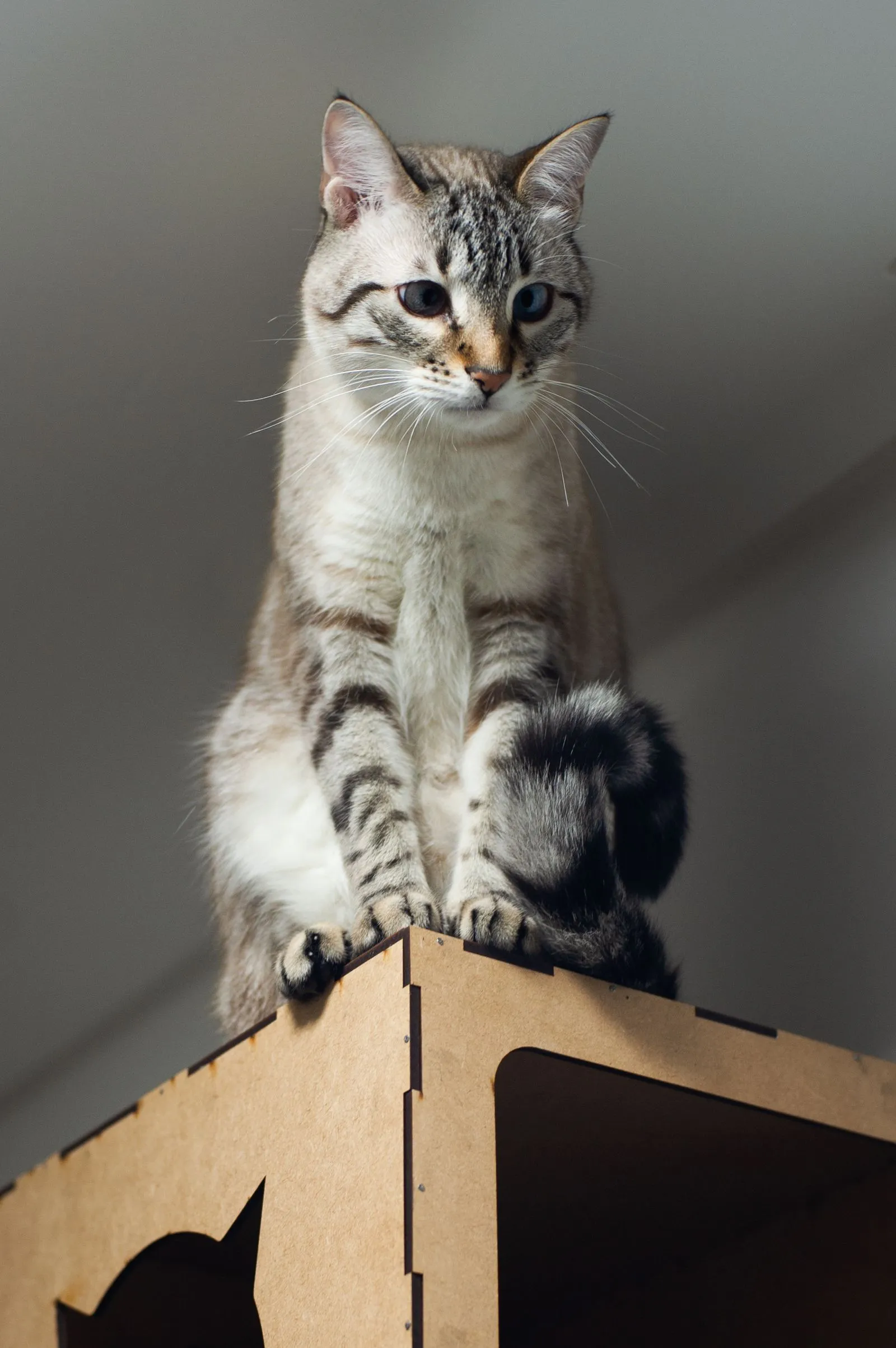 角の丸い木箱の上に座る低い角度から見たキジトラ猫