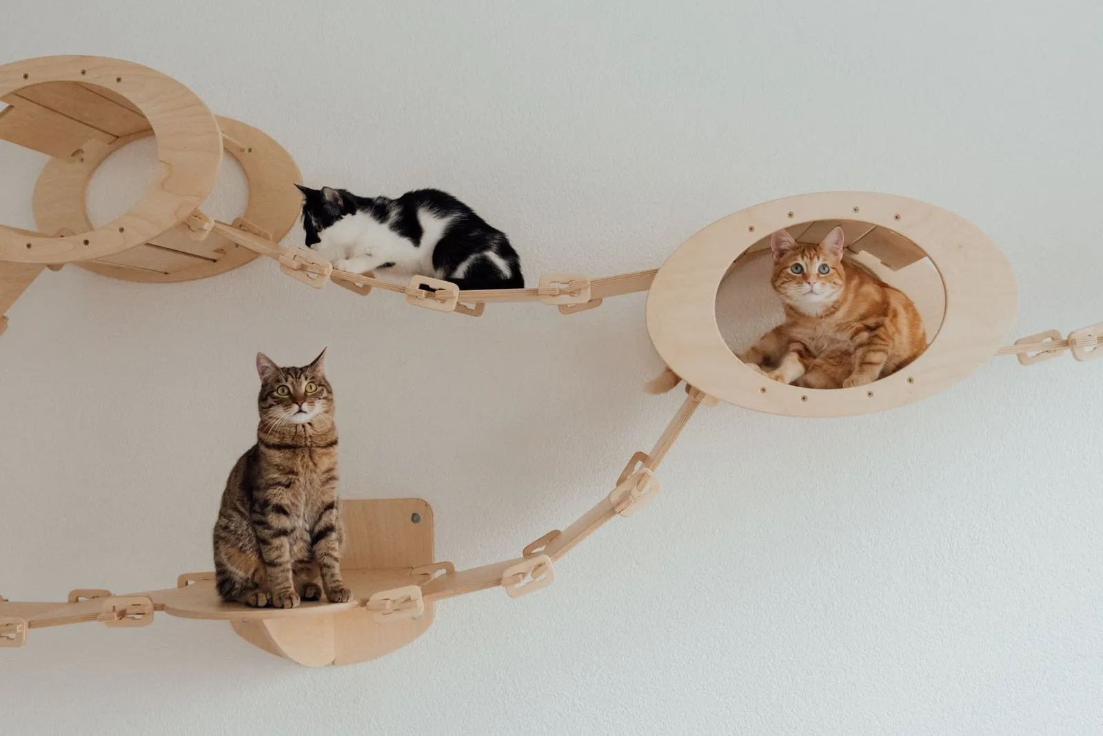 リング状の通路がつながる壁面遊具にいる3匹の猫