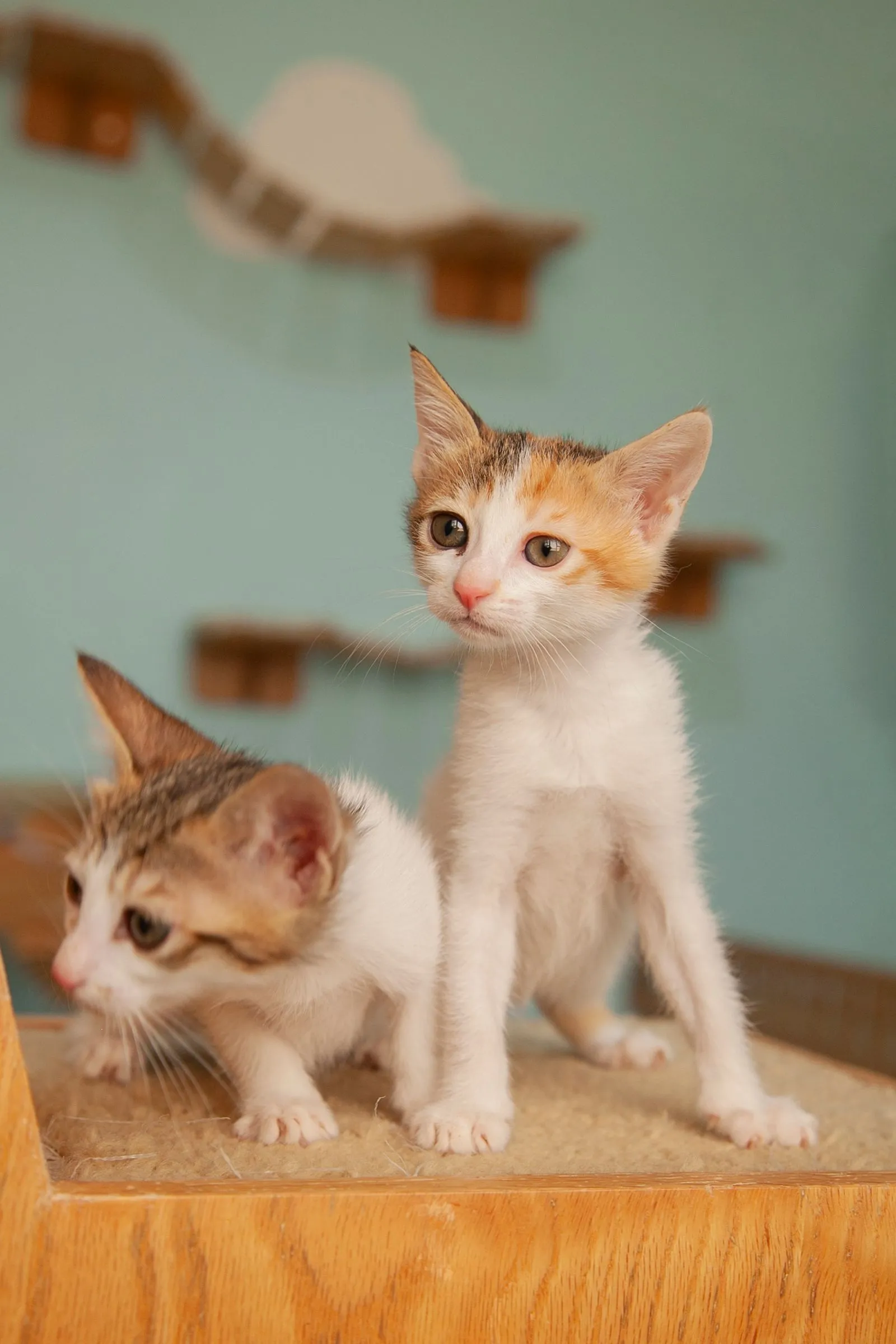 木製の台の上に立つ2匹の子猫