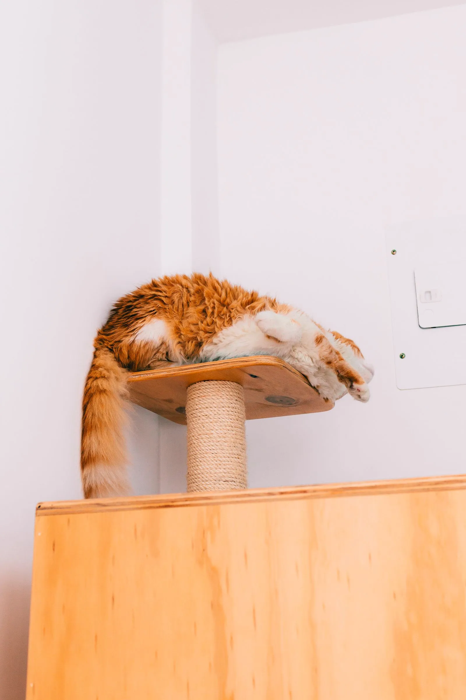 白い壁のそばの棚で丸くなって眠るオレンジと白の猫