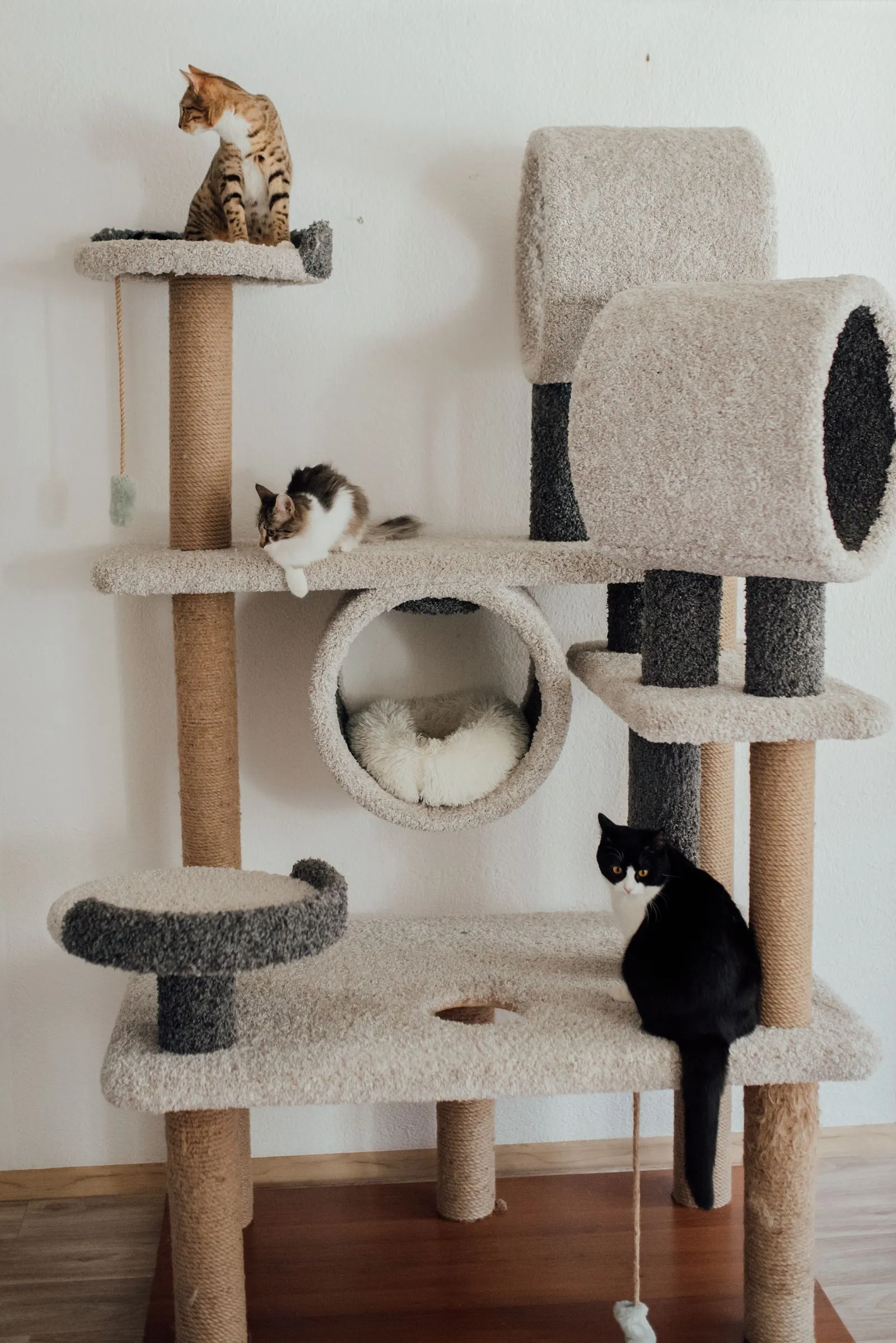 円形の通路や小屋がある大型タワーで遊ぶ3匹の猫