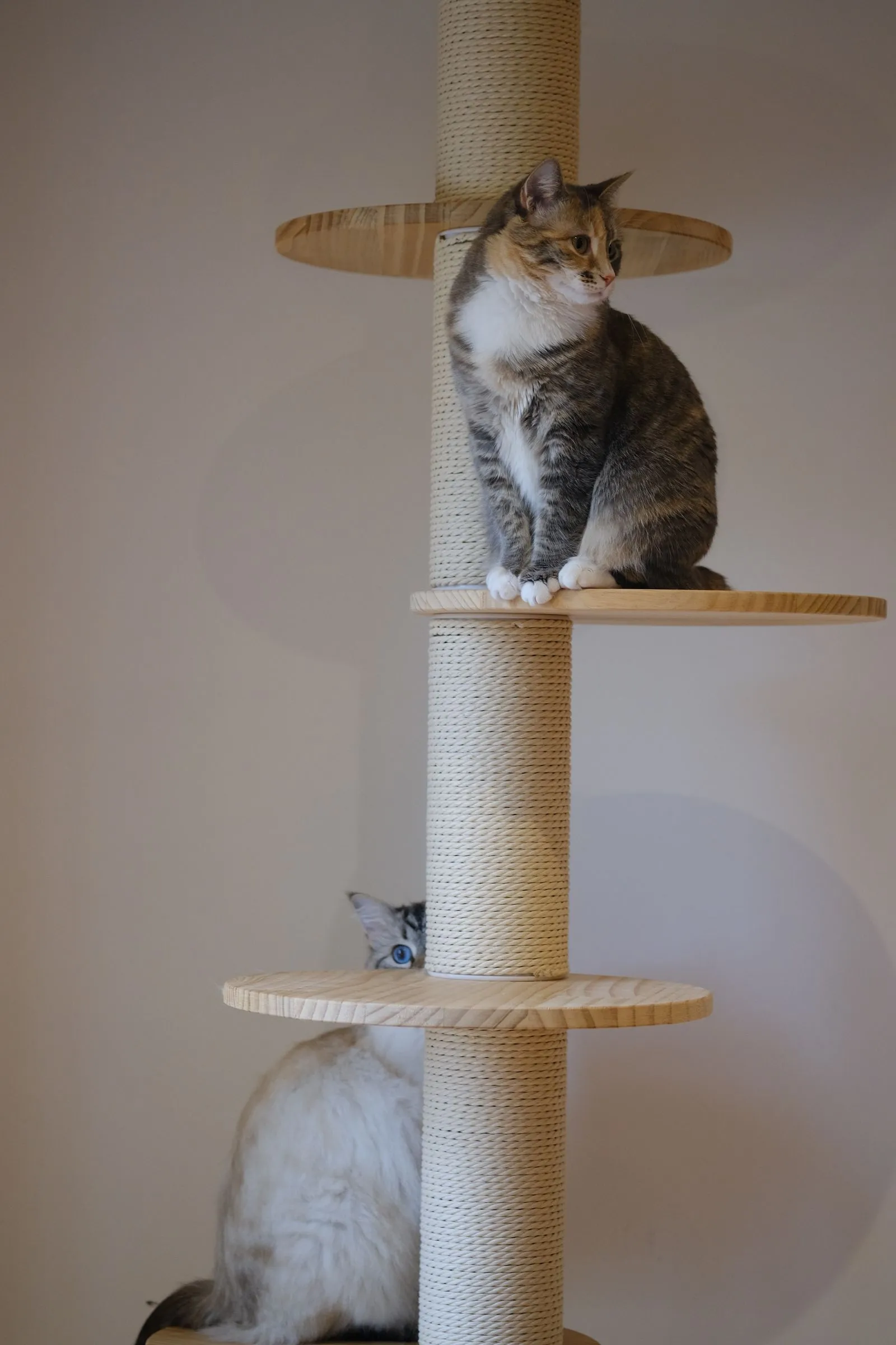 白木の棚が重なるタワーに乗る2匹の猫