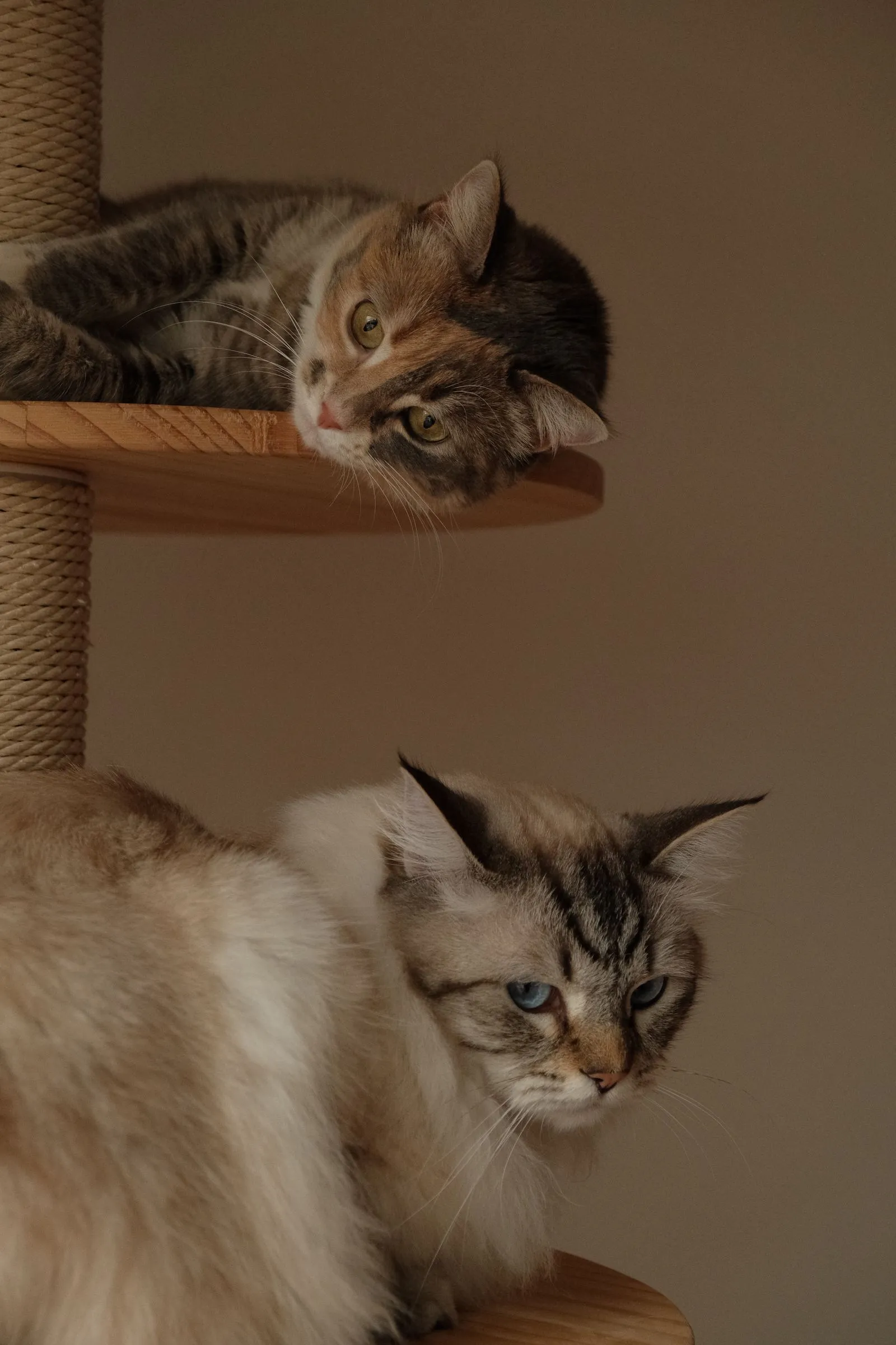 木の棚から顔を出す猫と手前にいる長毛の猫