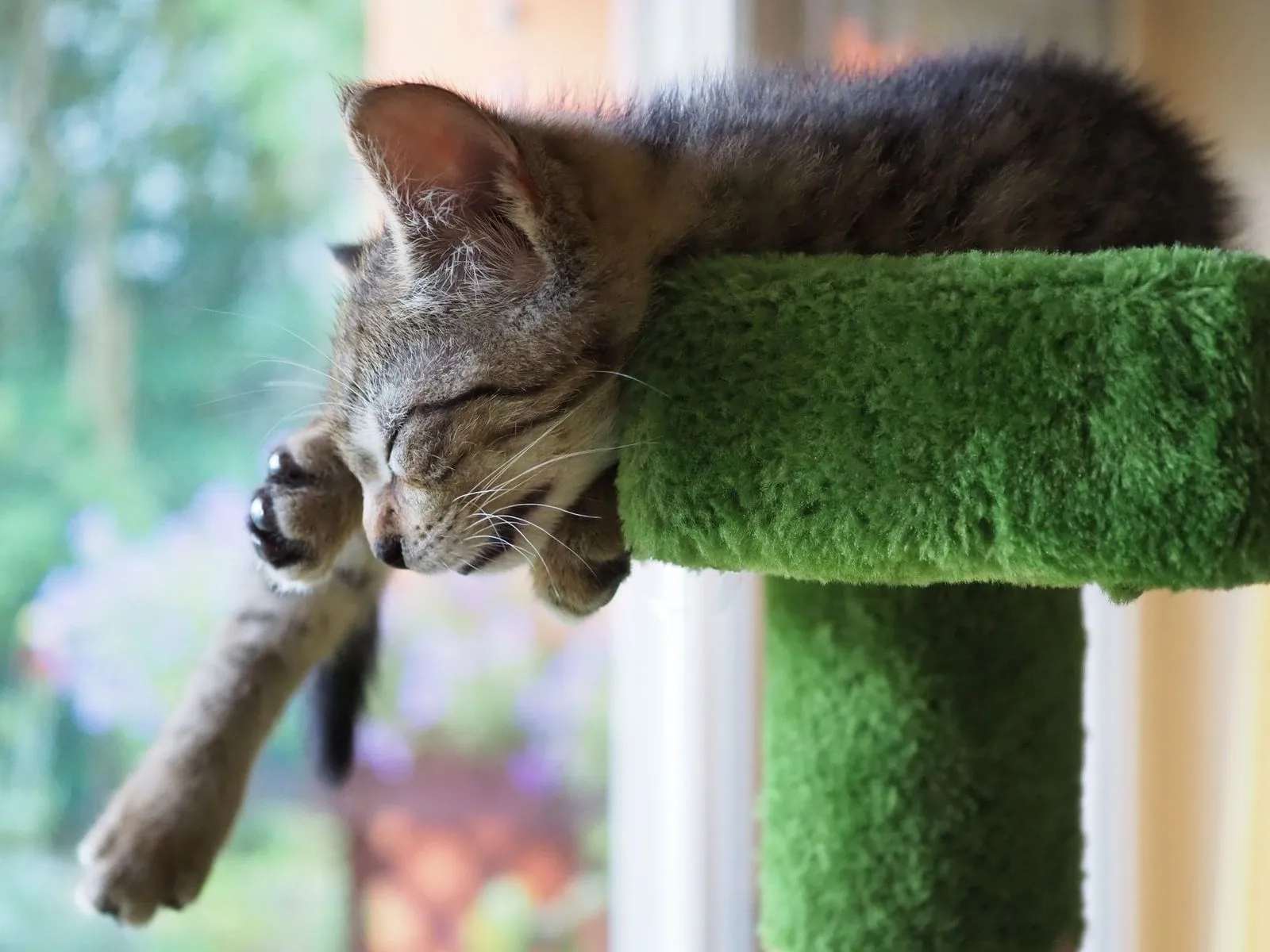 緑色のクッション材にもたれて眠る子猫