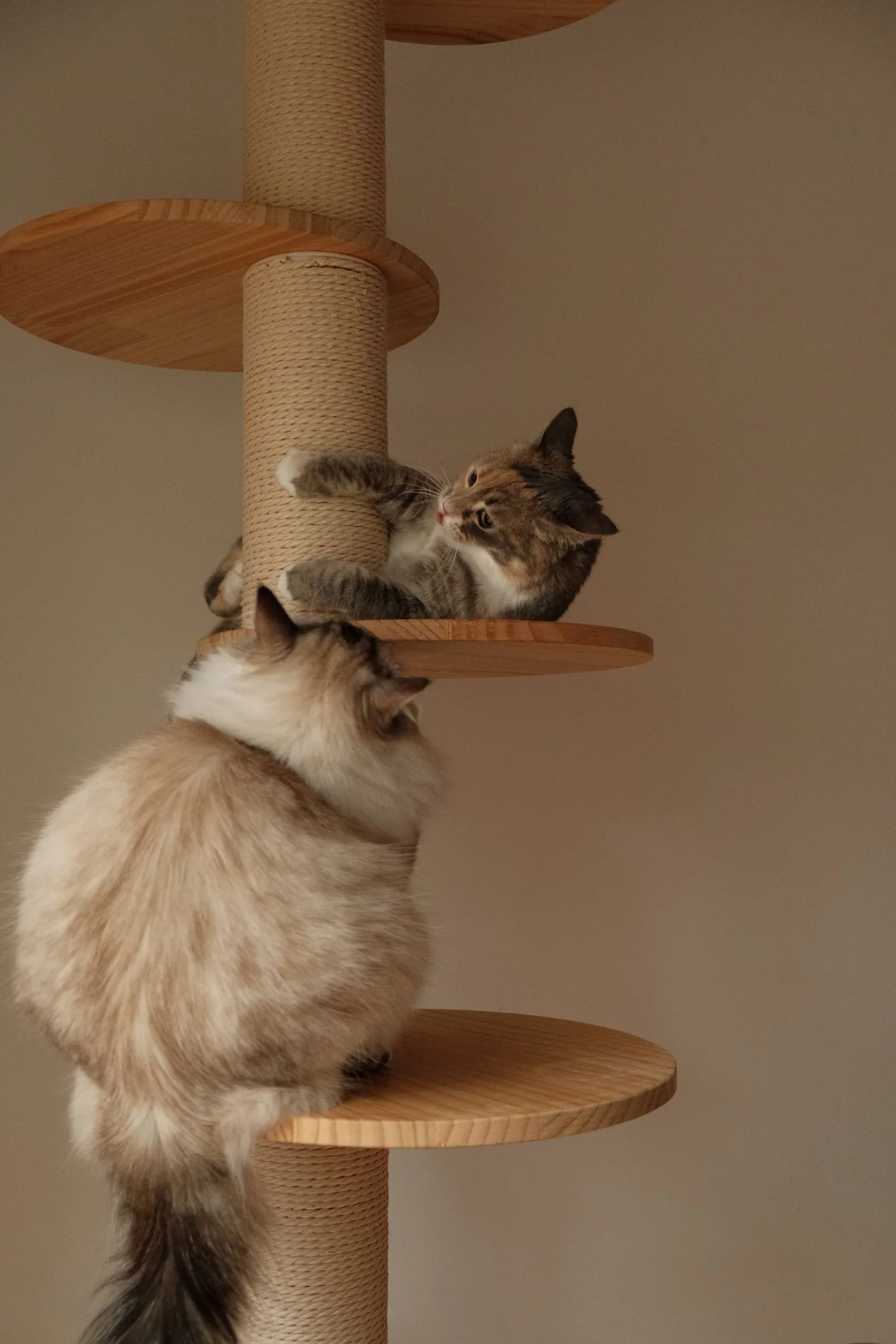 多段の丸い棚板に2匹の猫が乗ったキャットタワー