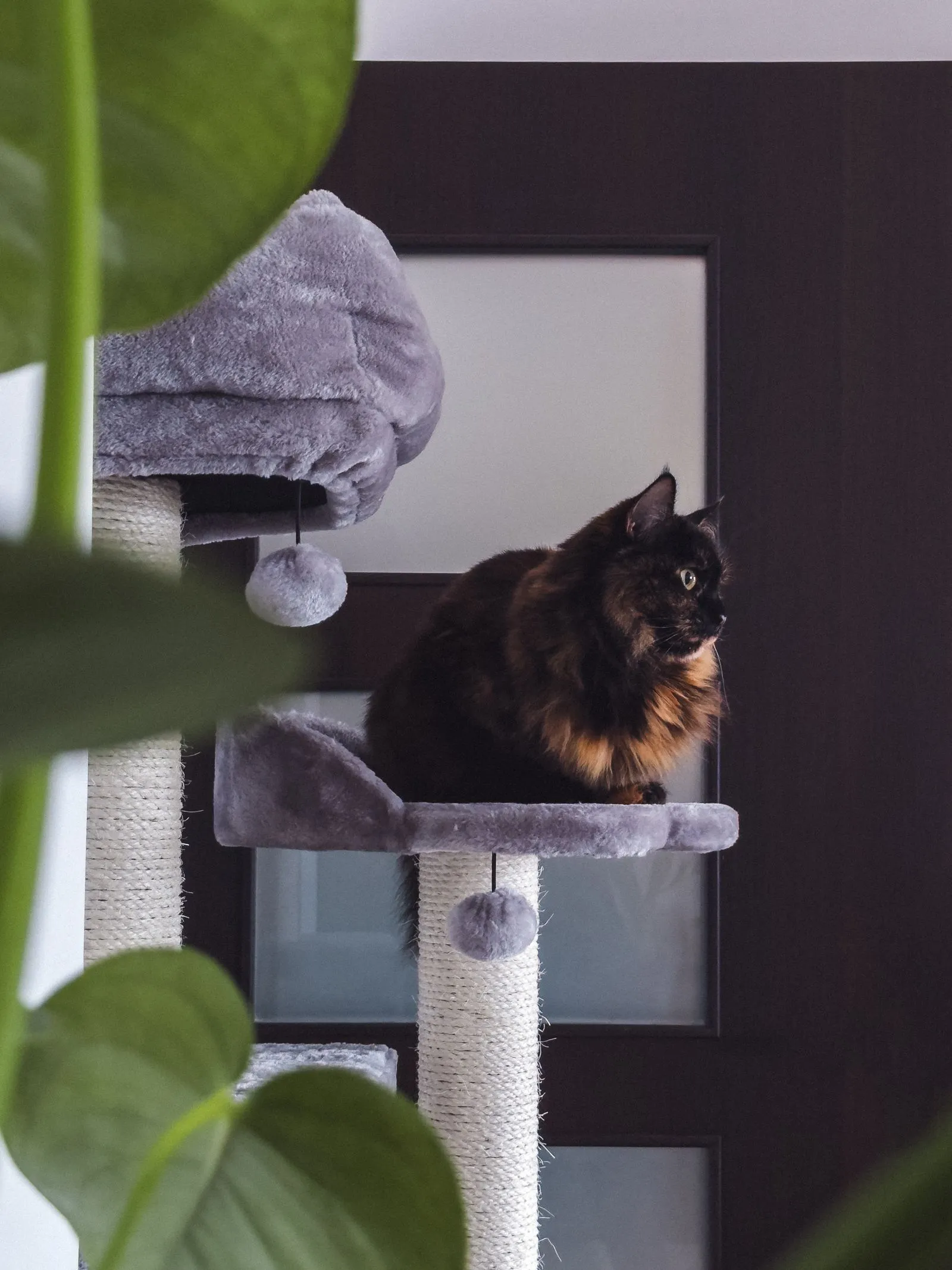縄が巻かれた支柱の上に座るふわふわの猫