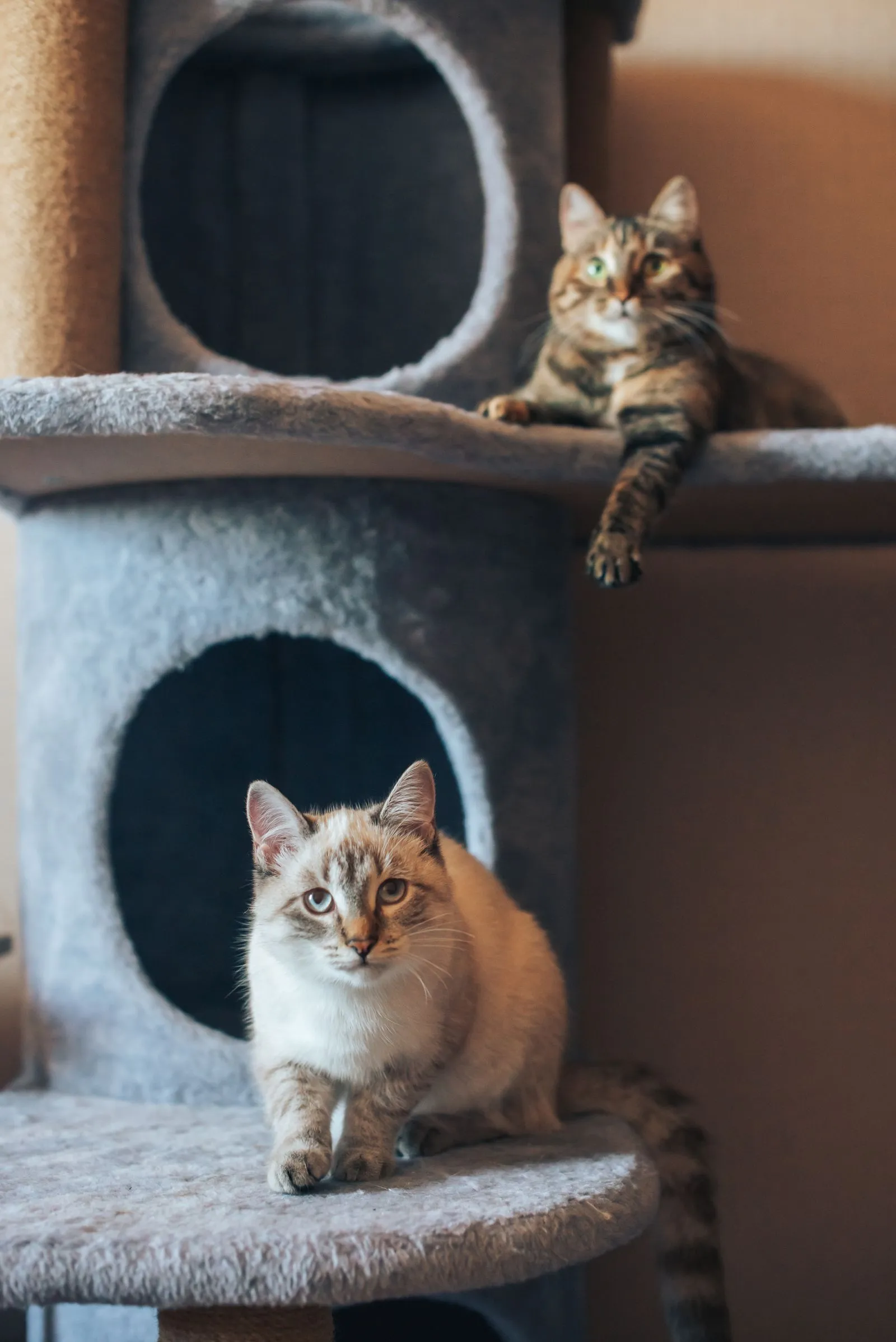 丸い穴の空いた家型パーツが重なるタワーに座る2匹の猫