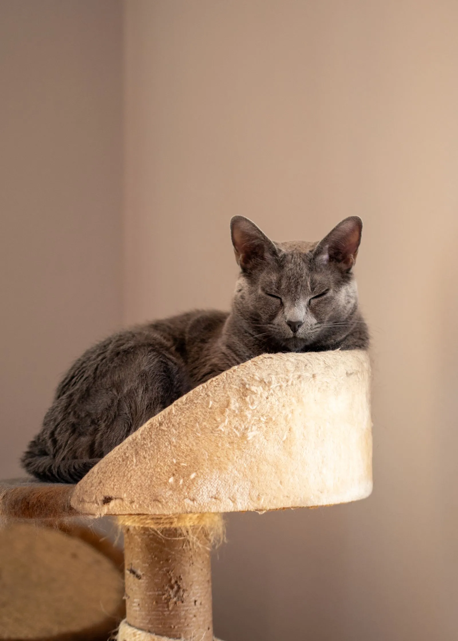 クッション性のある丸い棚で丸くなって眠る灰色の猫