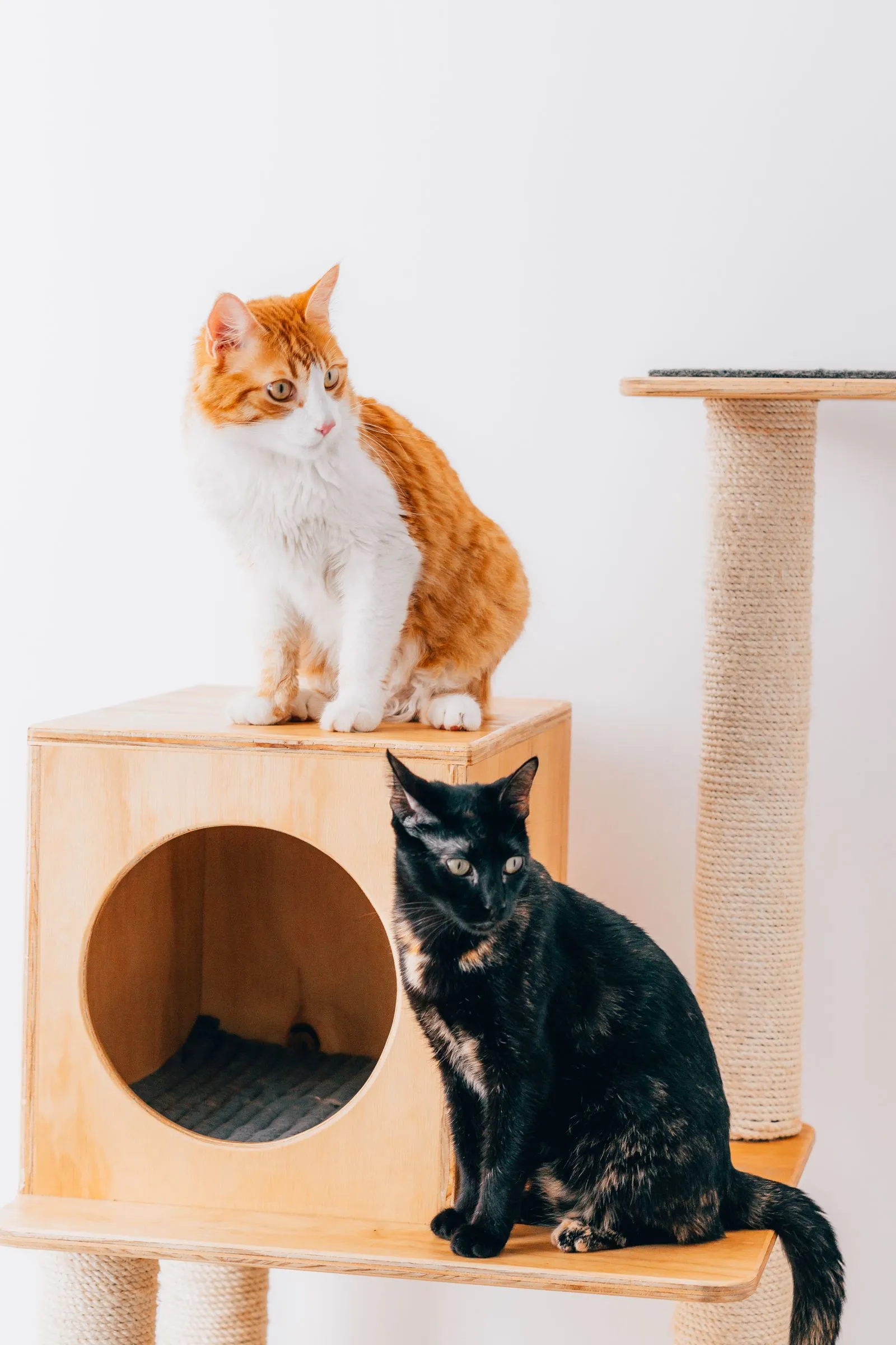 木製の四角いハウスと支柱に乗る茶白と黒の猫