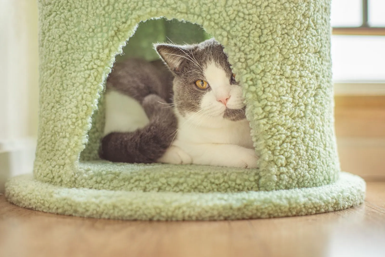 緑色のふわふわした丸いハウスに入る猫