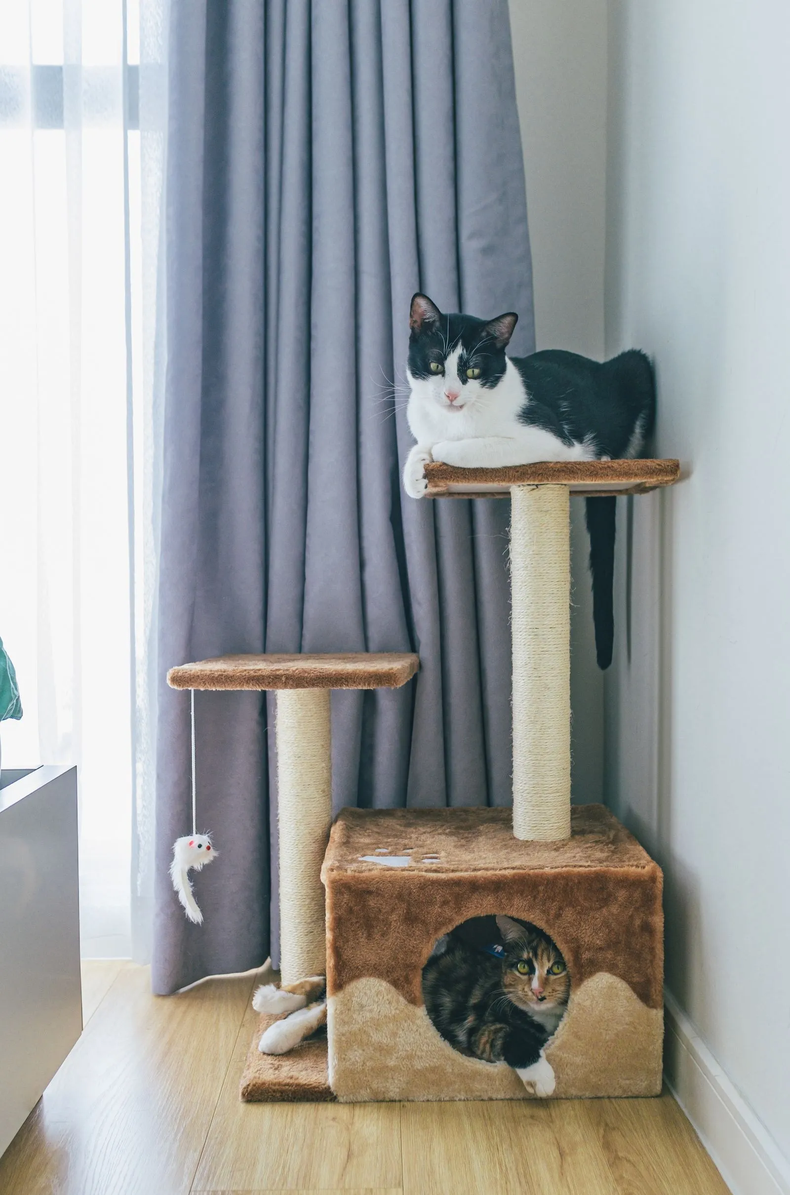 紫色のカーテンの前、屋根付きハウスのキャットタワーに座る黒白の猫