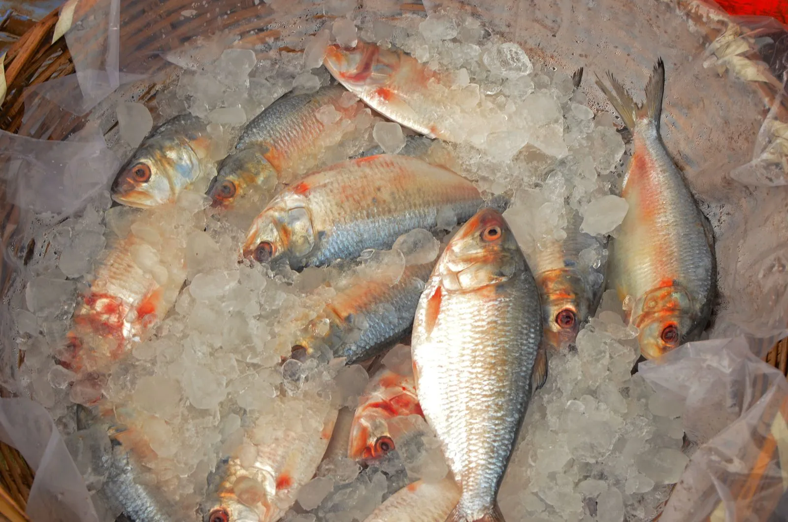 編み籠の中で氷に囲まれて並ぶ魚