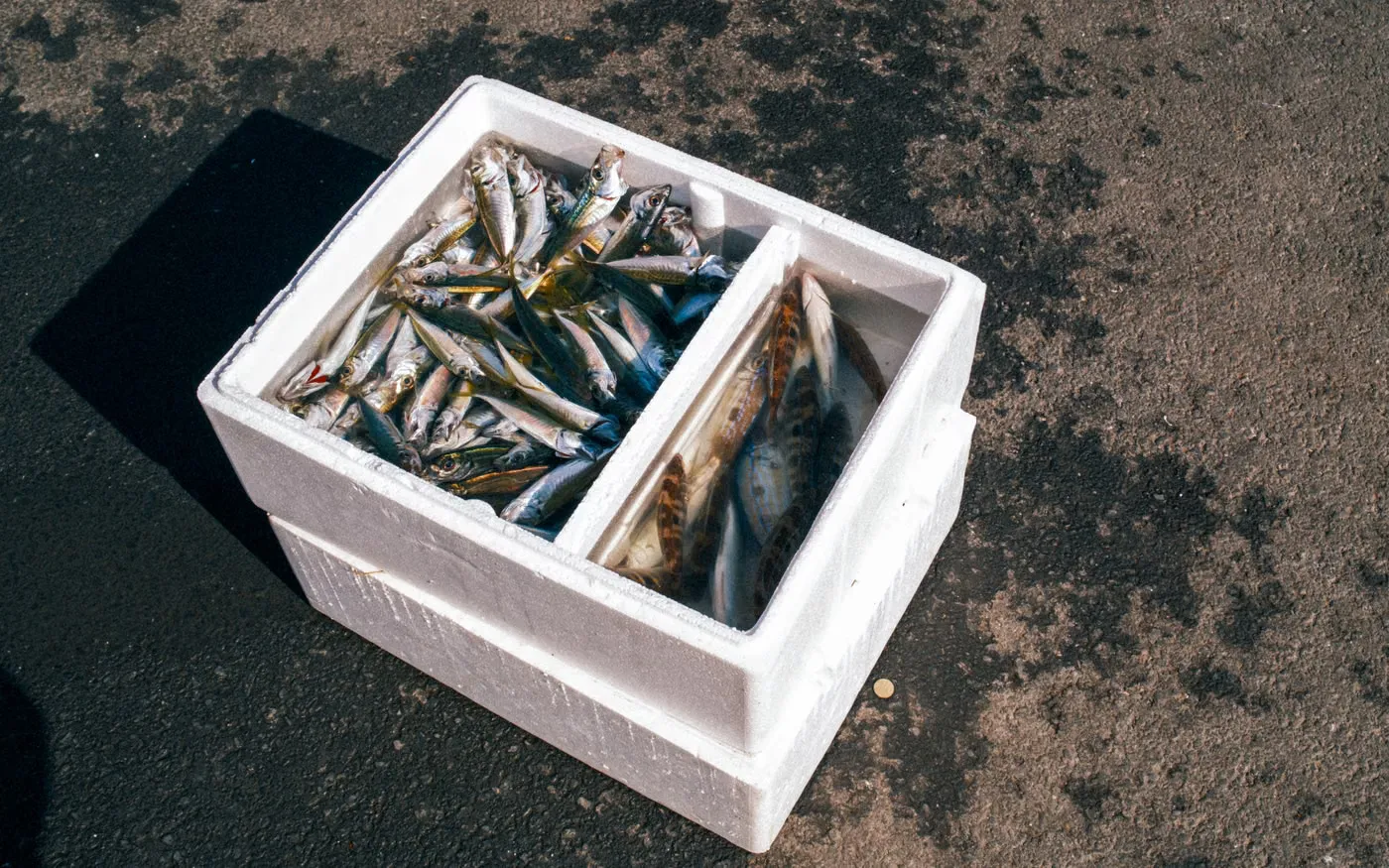 仕切りのある白い発泡スチロールの箱が地面に置かれ、中に魚が入っている