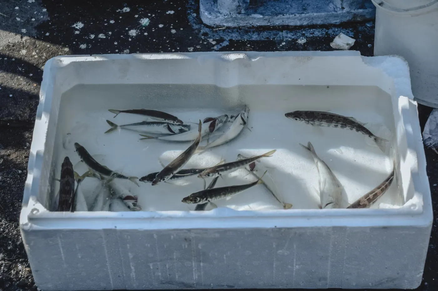 氷を敷きつめた白い発泡スチロールの箱の中に魚が並べられている