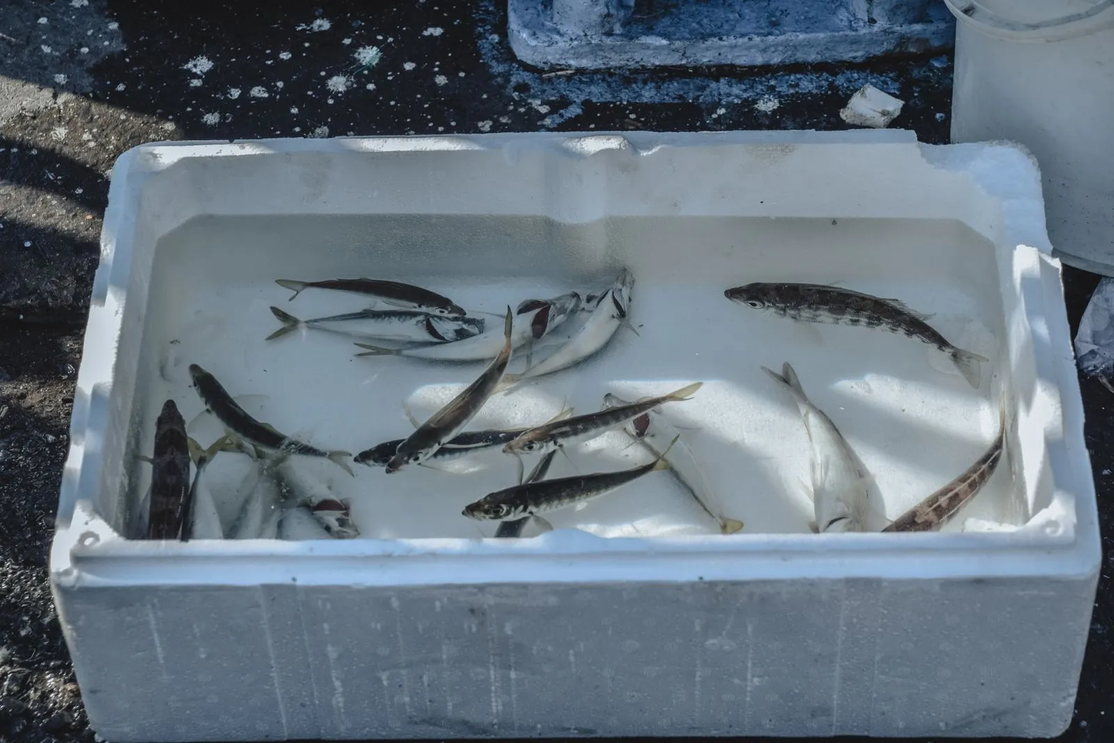 発泡スチロールの箱の中で氷に浮かぶ魚