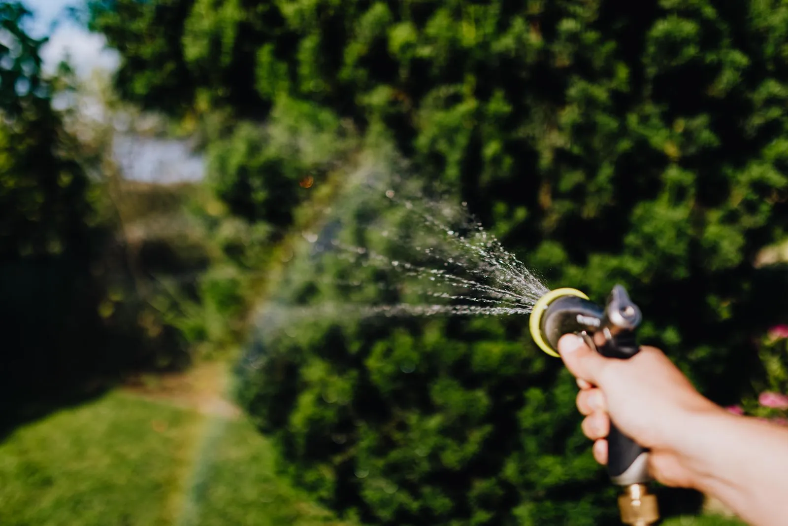 生け垣に向かって水を撒く、ノズルを握った手