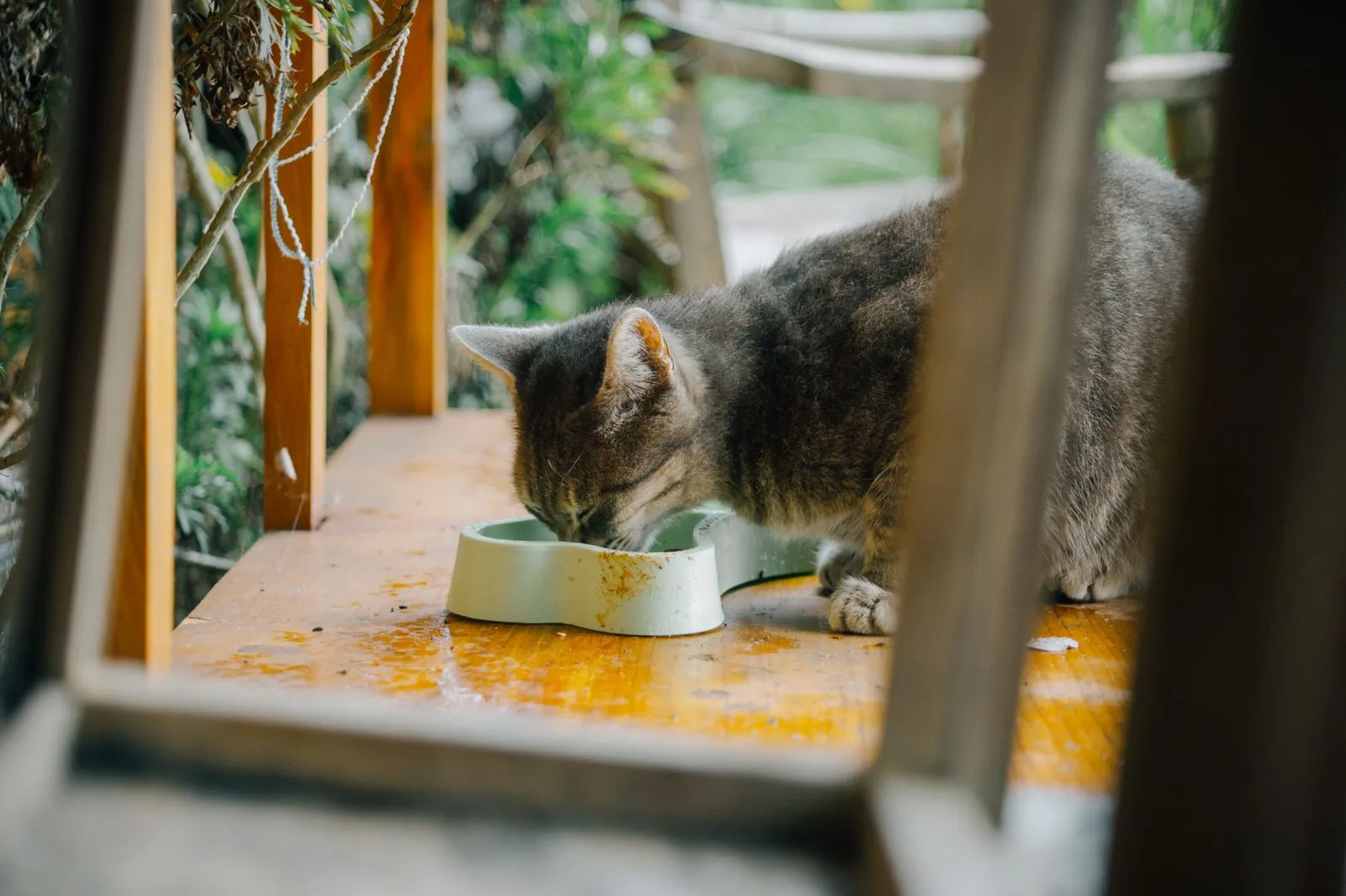 木製の縁側で、白いボウルに顔を近づける茶トラ猫
