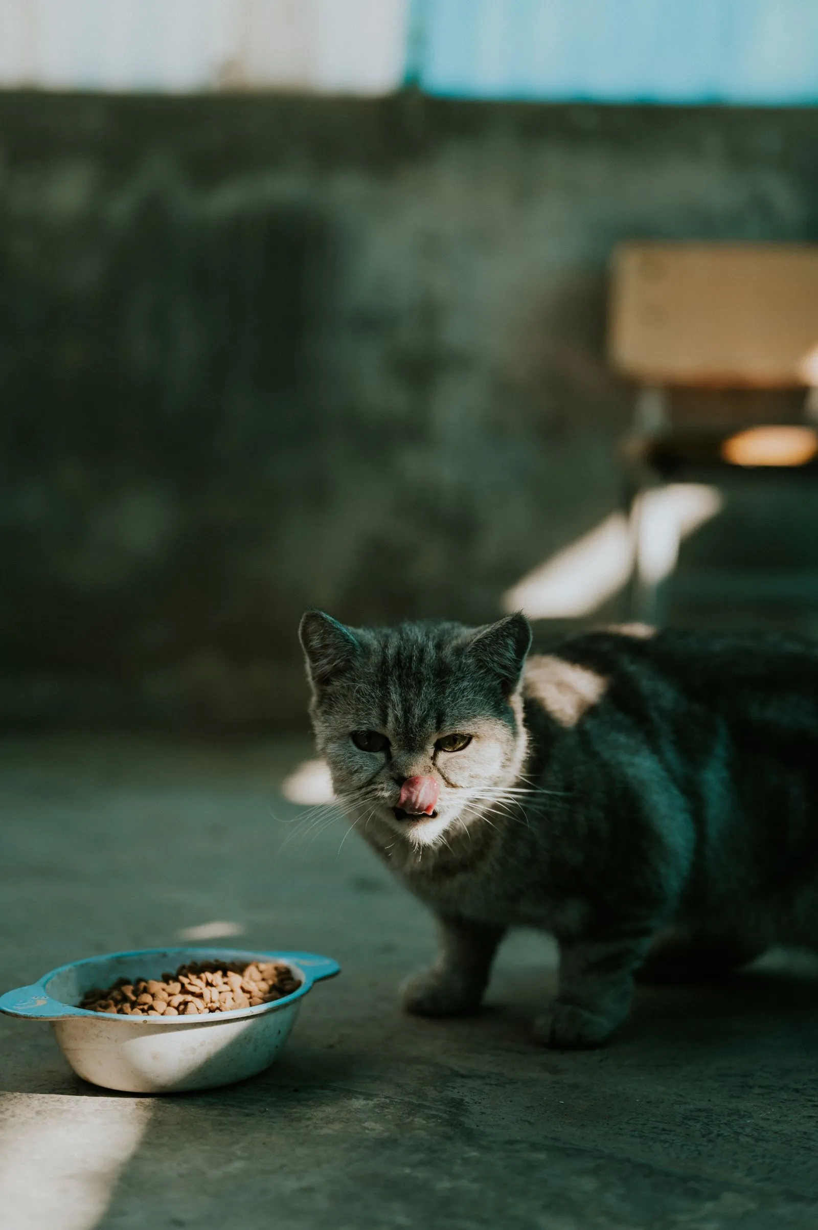 コンクリートの床で、青いボウルに向かって舌なめずりする灰色の猫