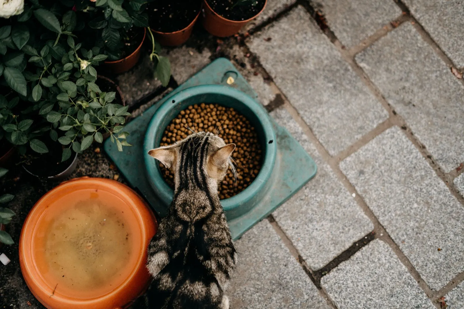 鉢植えの脇、緑色のボウルに顔を入れて食べる茶トラ猫の後ろ姿