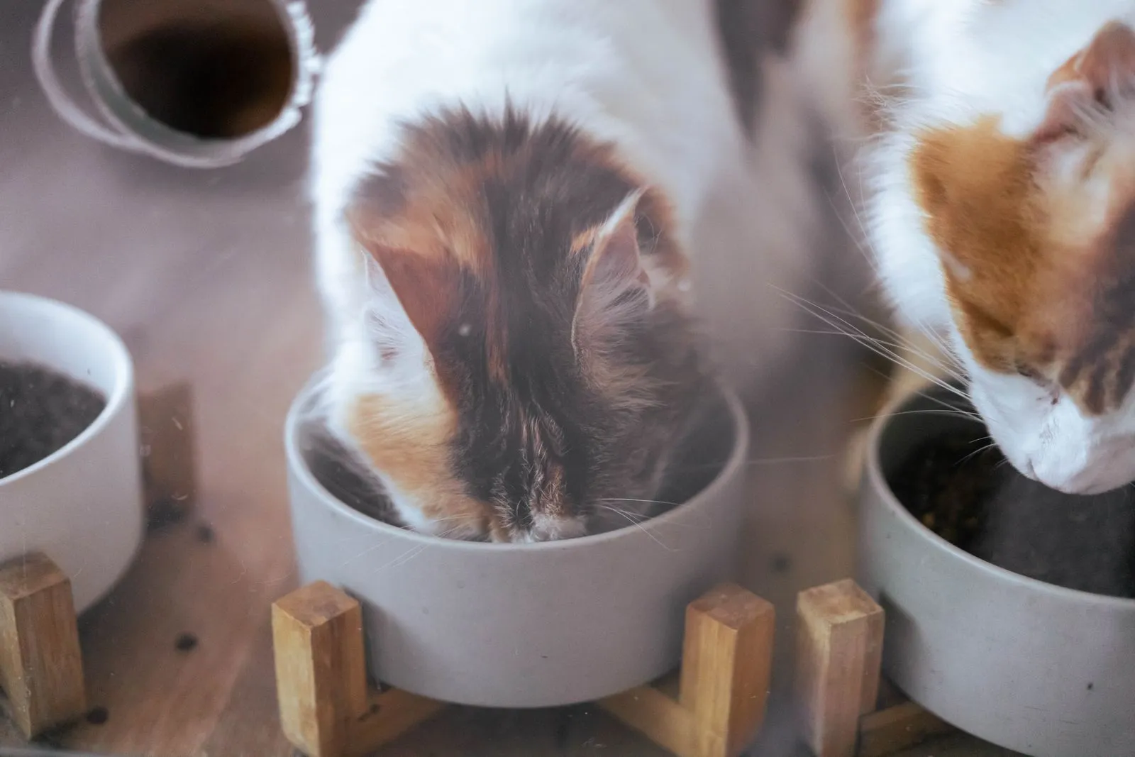 木製の台に載った器から食べる、三毛猫とキジトラ猫