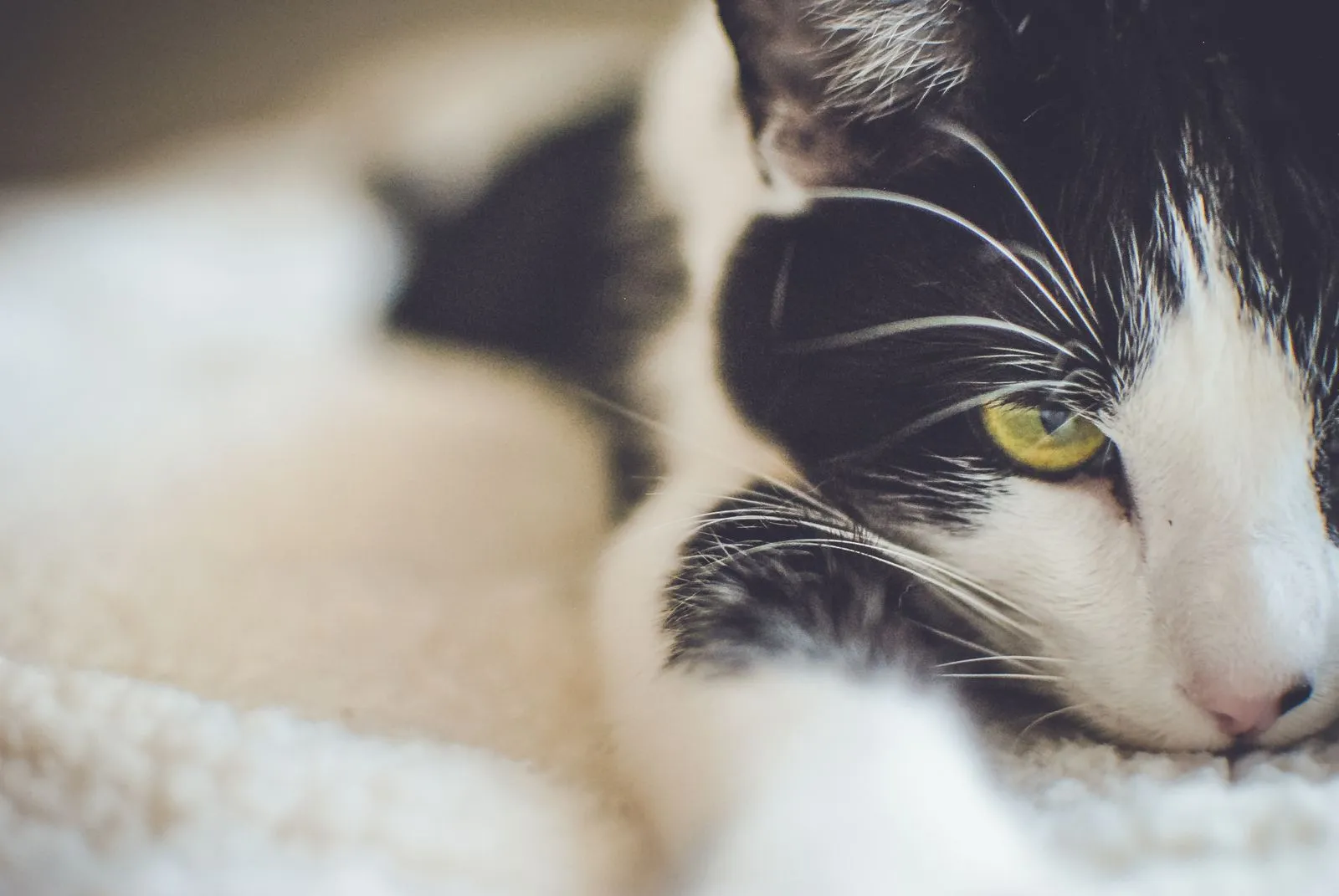 毛布の上で顔を寄せて丸まる、白黒猫のアップ