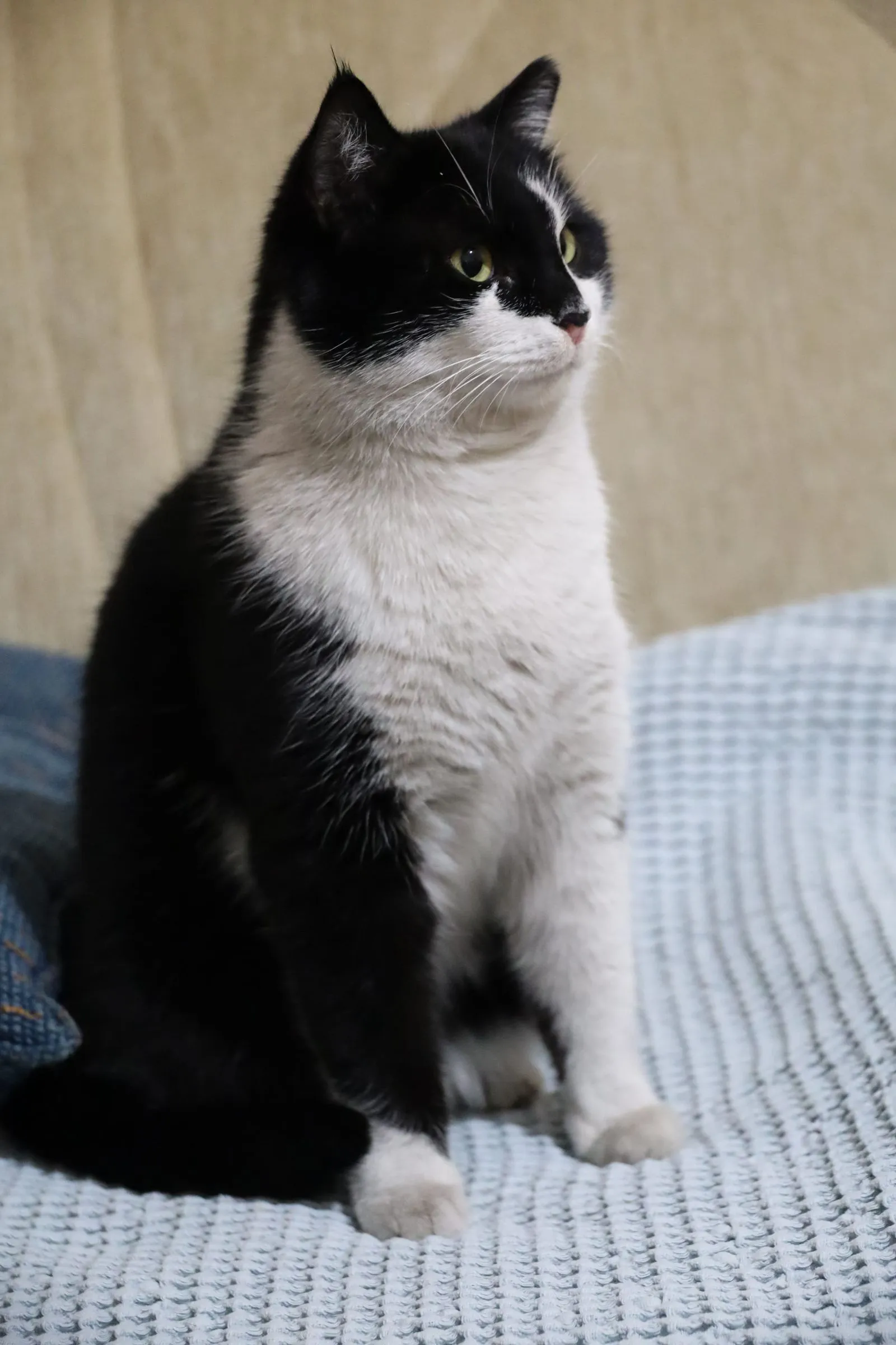 水色の布の上に座り、横を見る白黒猫