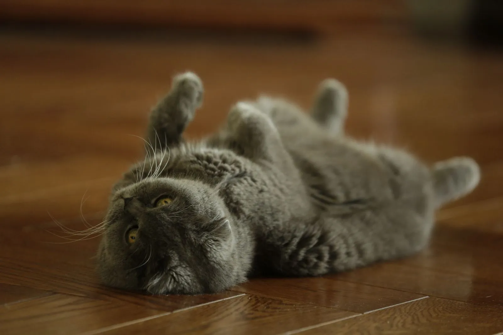 木床の上で仰向けに転がる、グレーの猫