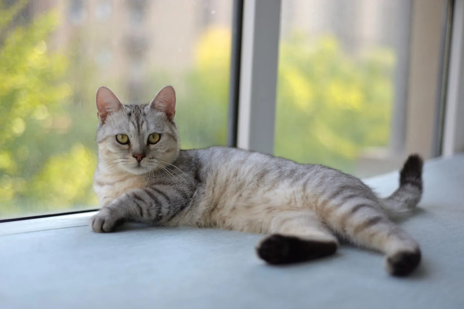 窓際でくつろぐ、グレーのキジトラ猫の全身