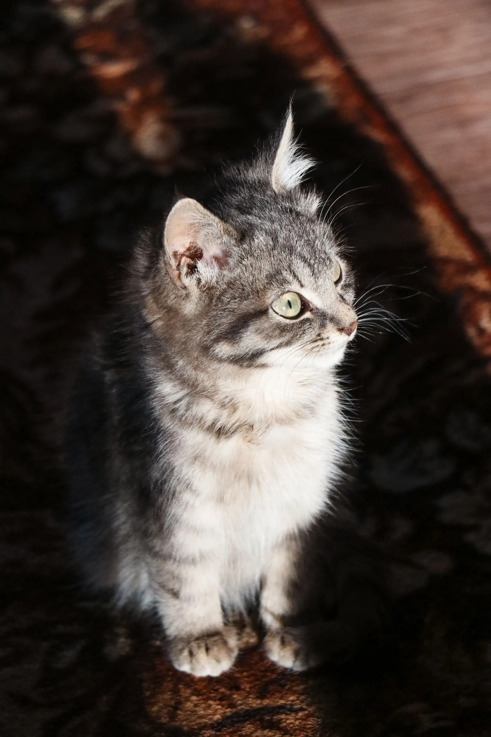 ラグの上に座り、見上げる茶白の子猫