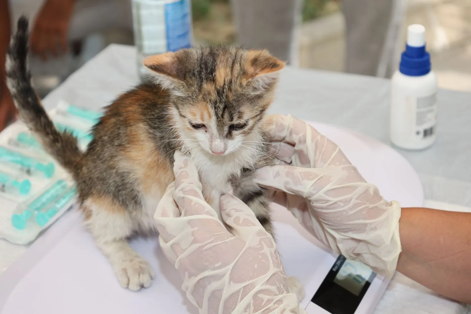 手袋をつけた手に抱えられた子猫。そばに注射器が数本並んで置かれている