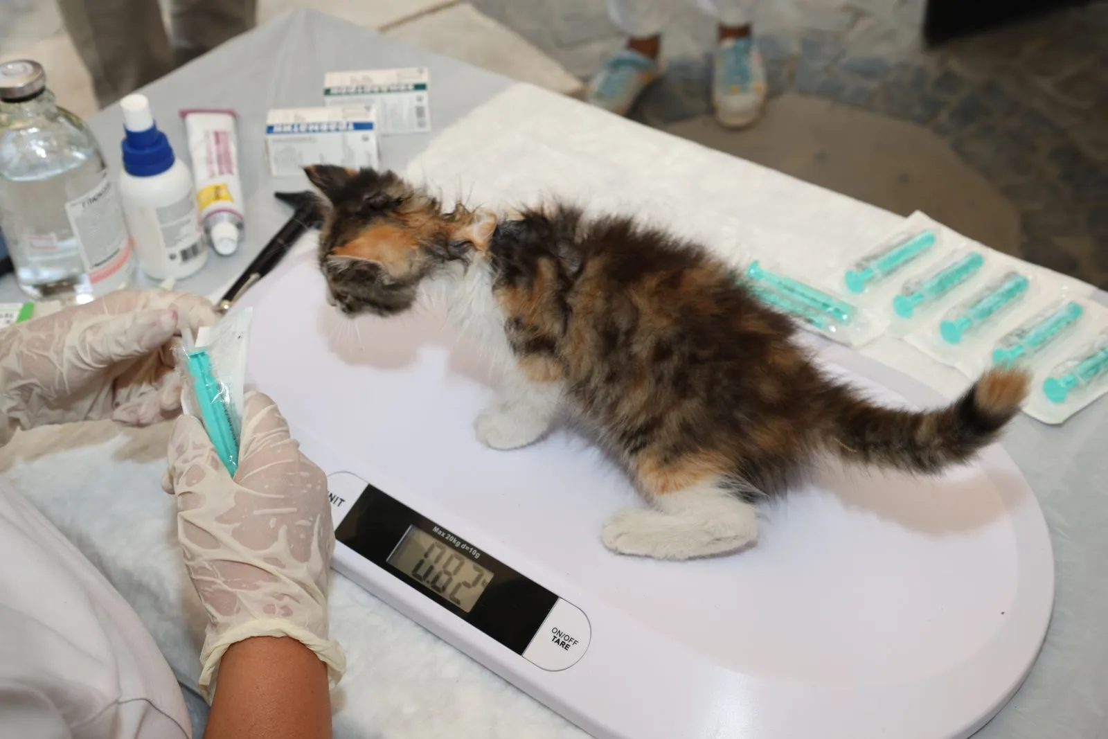デジタル体重計の上に立つ子猫。画面に数値が表示されている