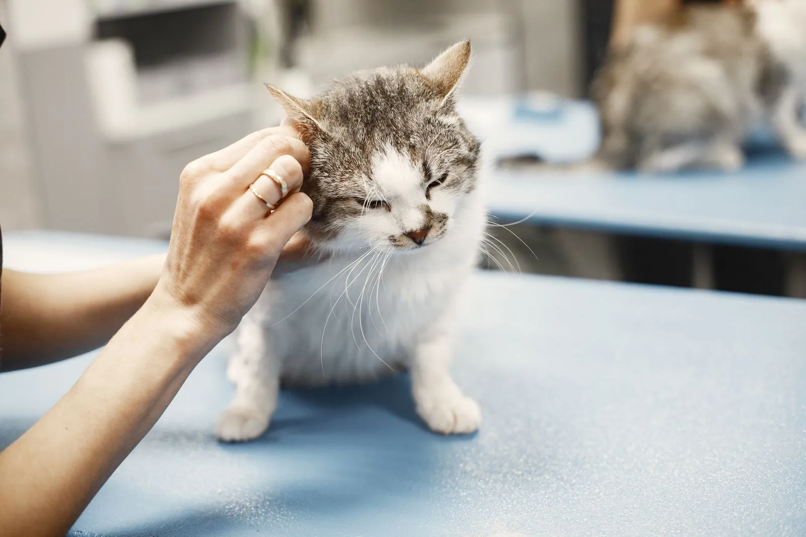 診察台の上で、人の手が猫の耳を触って調べている