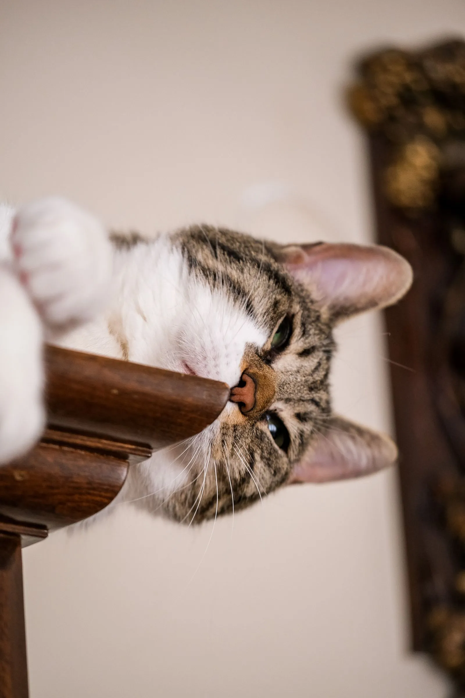 木製家具の角に鼻先を近づけ、匂いを確かめている猫