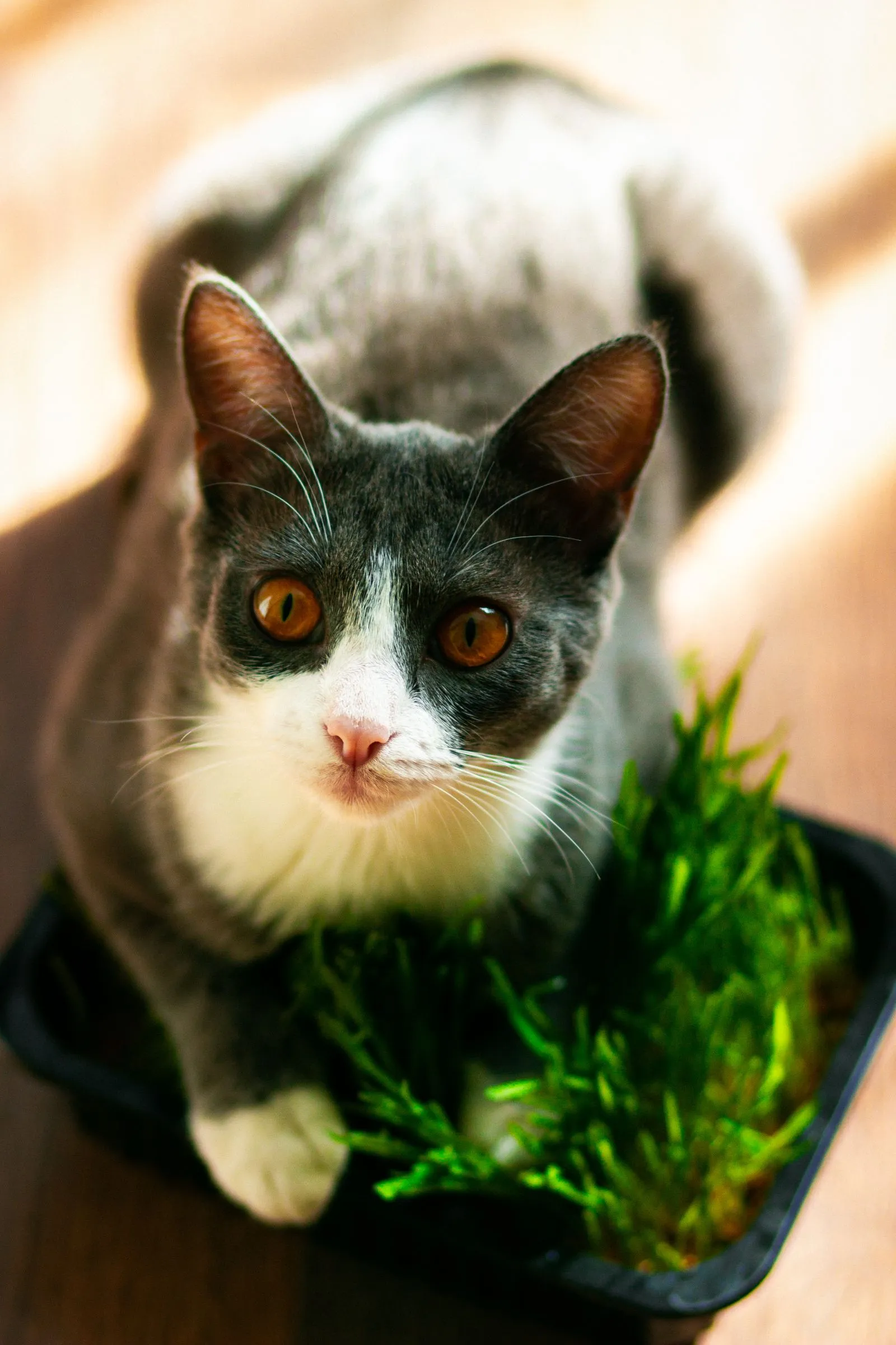 黒いトレーに植えられた猫草のそばに座る猫。カメラを見上げている