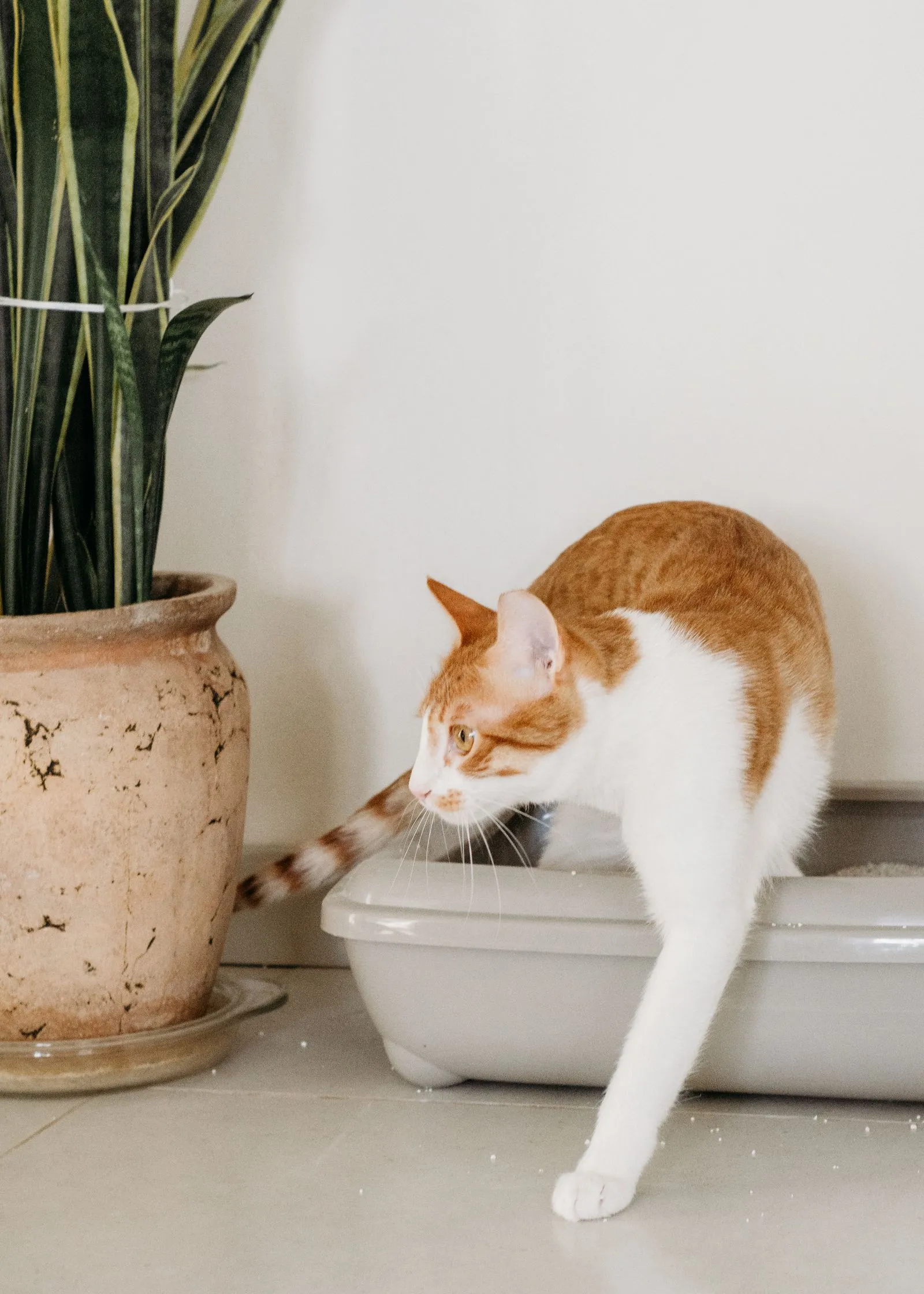 観葉植物の鉢の横で、灰色の猫トイレから茶白の猫が出てくる様子