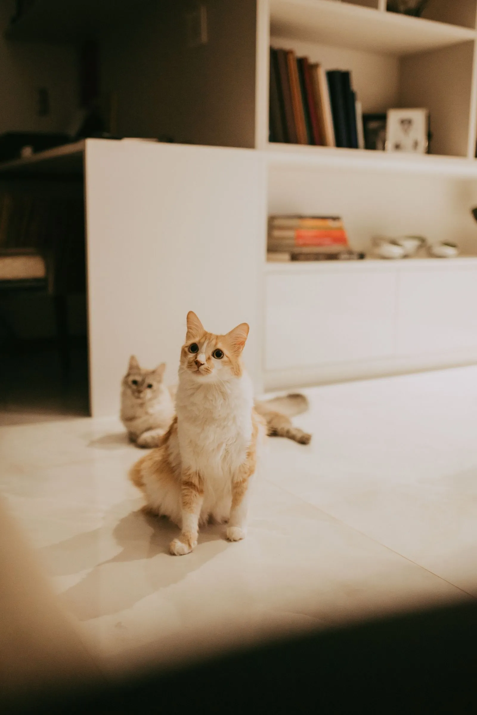 白いキャビネットのそばのタイル床に、体格の違う2匹の猫が並んで座りカメラを見ている