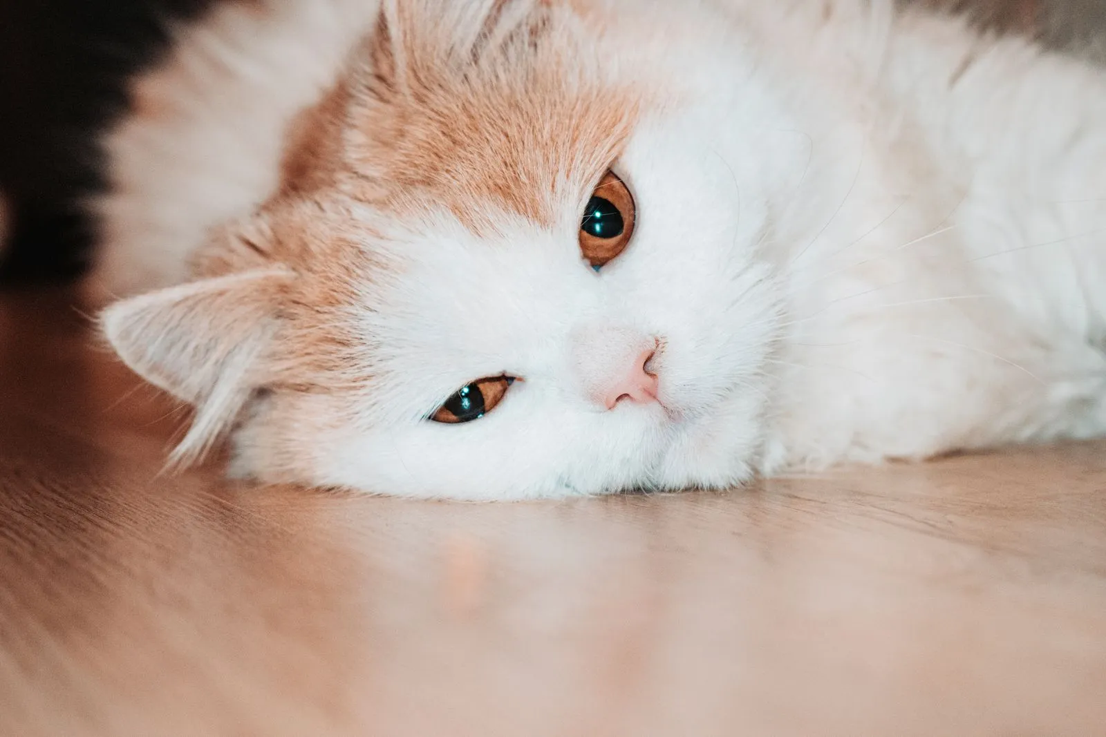木床に顔をつけて横たわる、ふわふわの白茶猫
