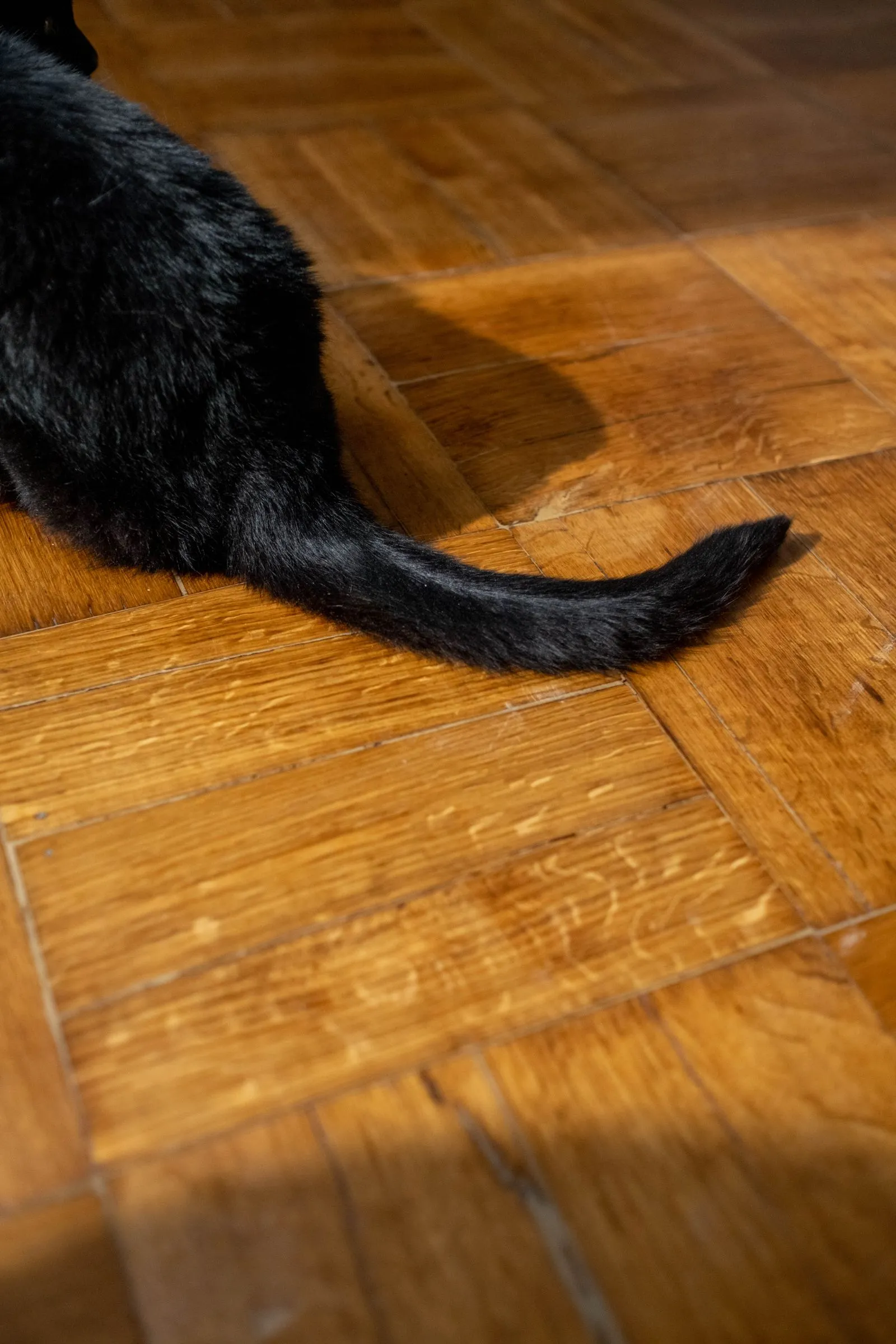 陽の当たる木床にのびる、黒猫のしっぽ