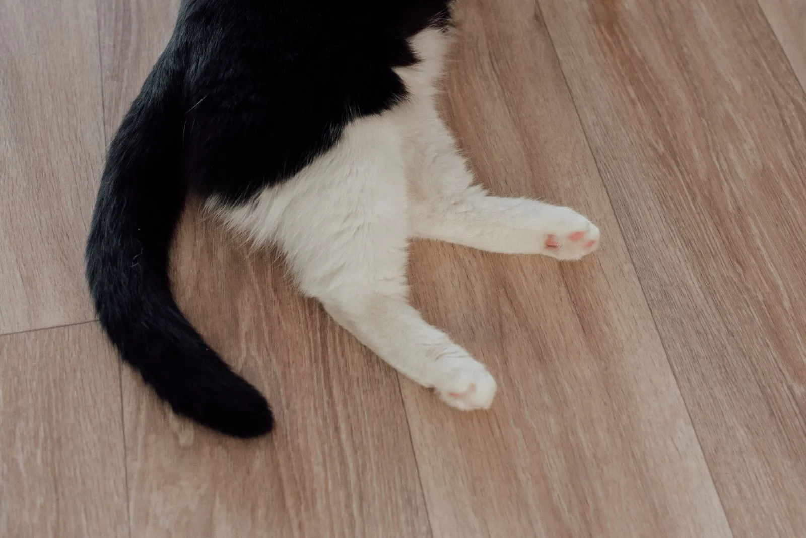 木床の上で仰向けになる、白黒猫の前脚としっぽ