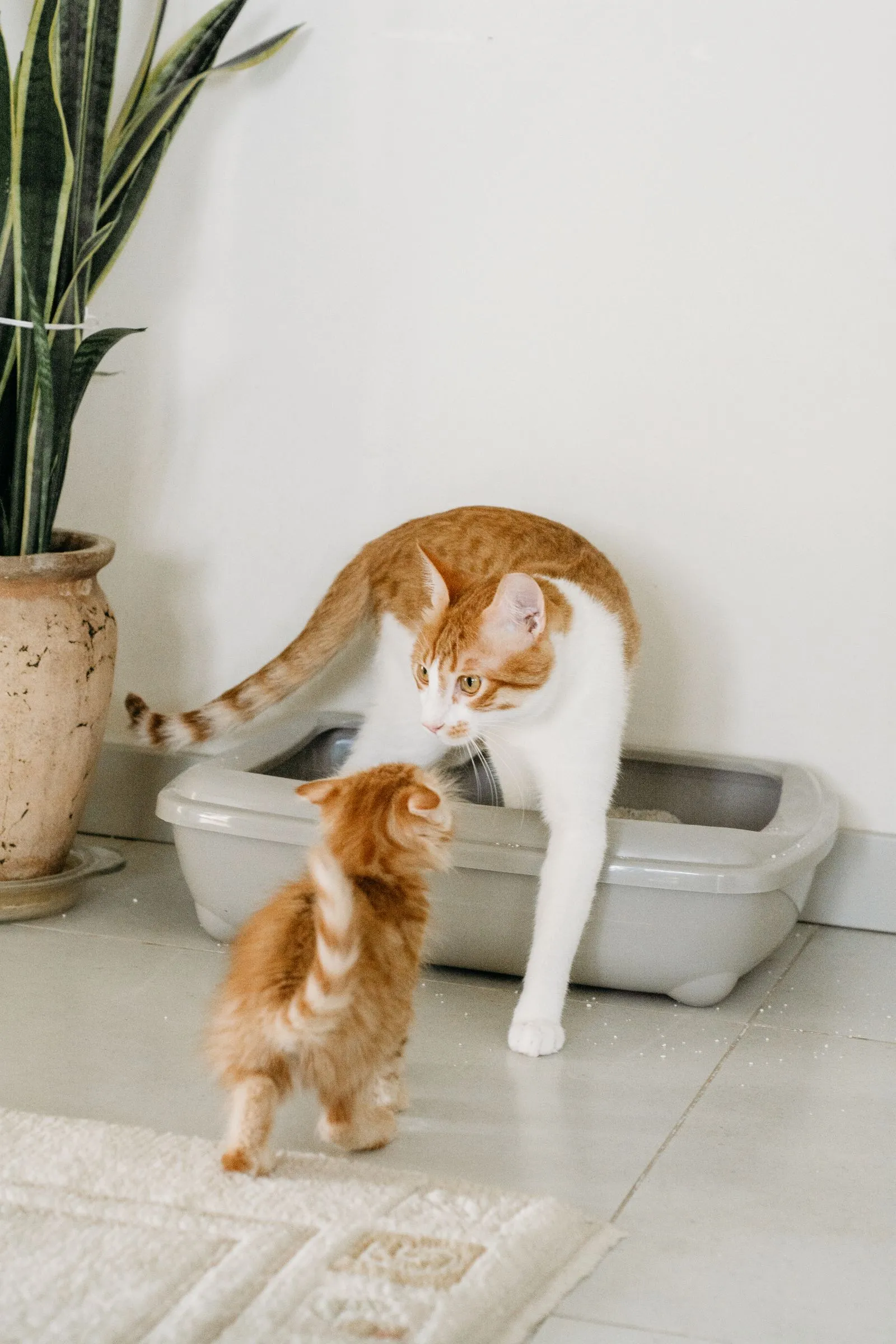 観葉植物のそばに置かれた灰色の猫トイレに入る親猫と、その手前に立つ子猫