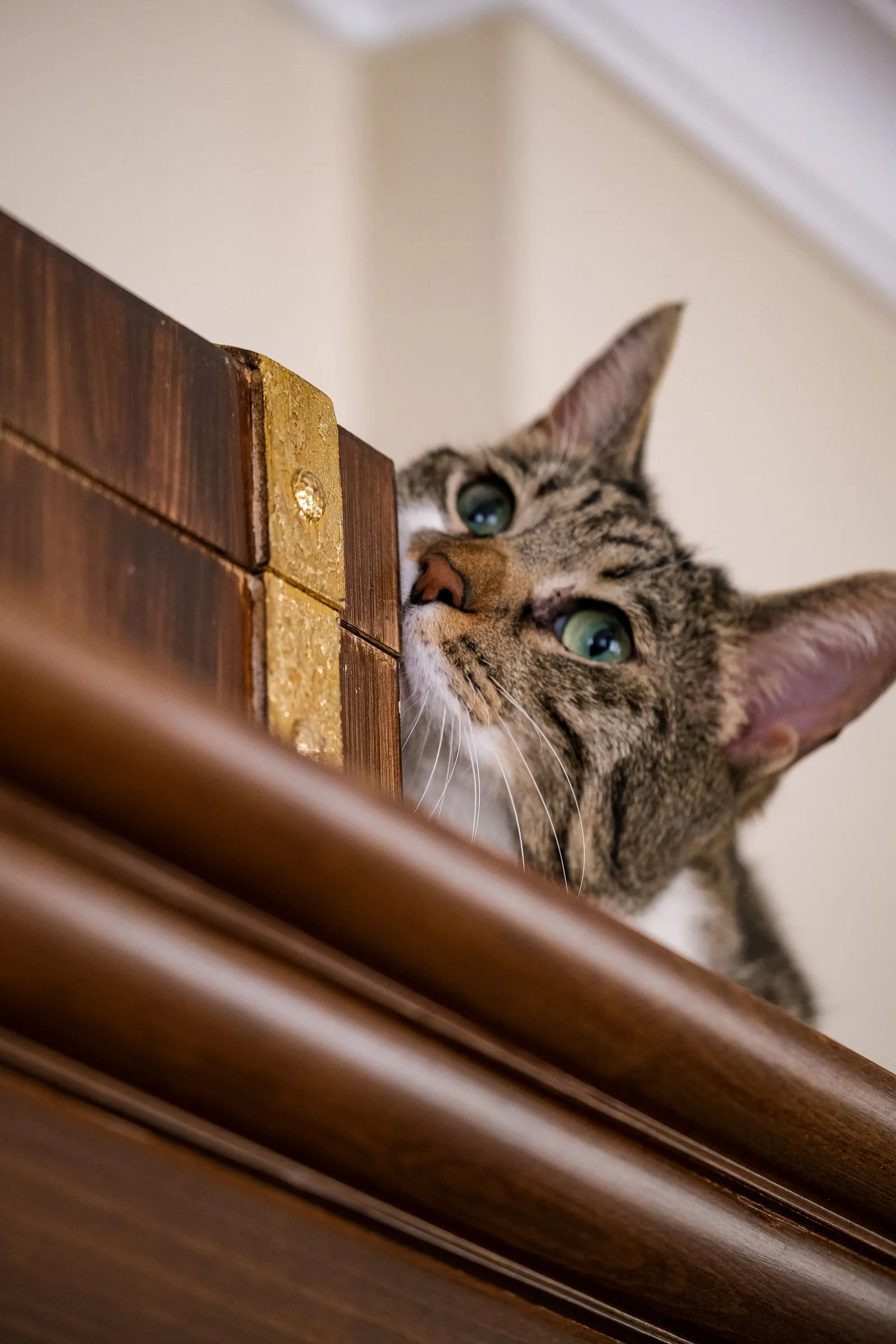 金の装飾が付いた木製家具の陰から、猫が顔をのぞかせている