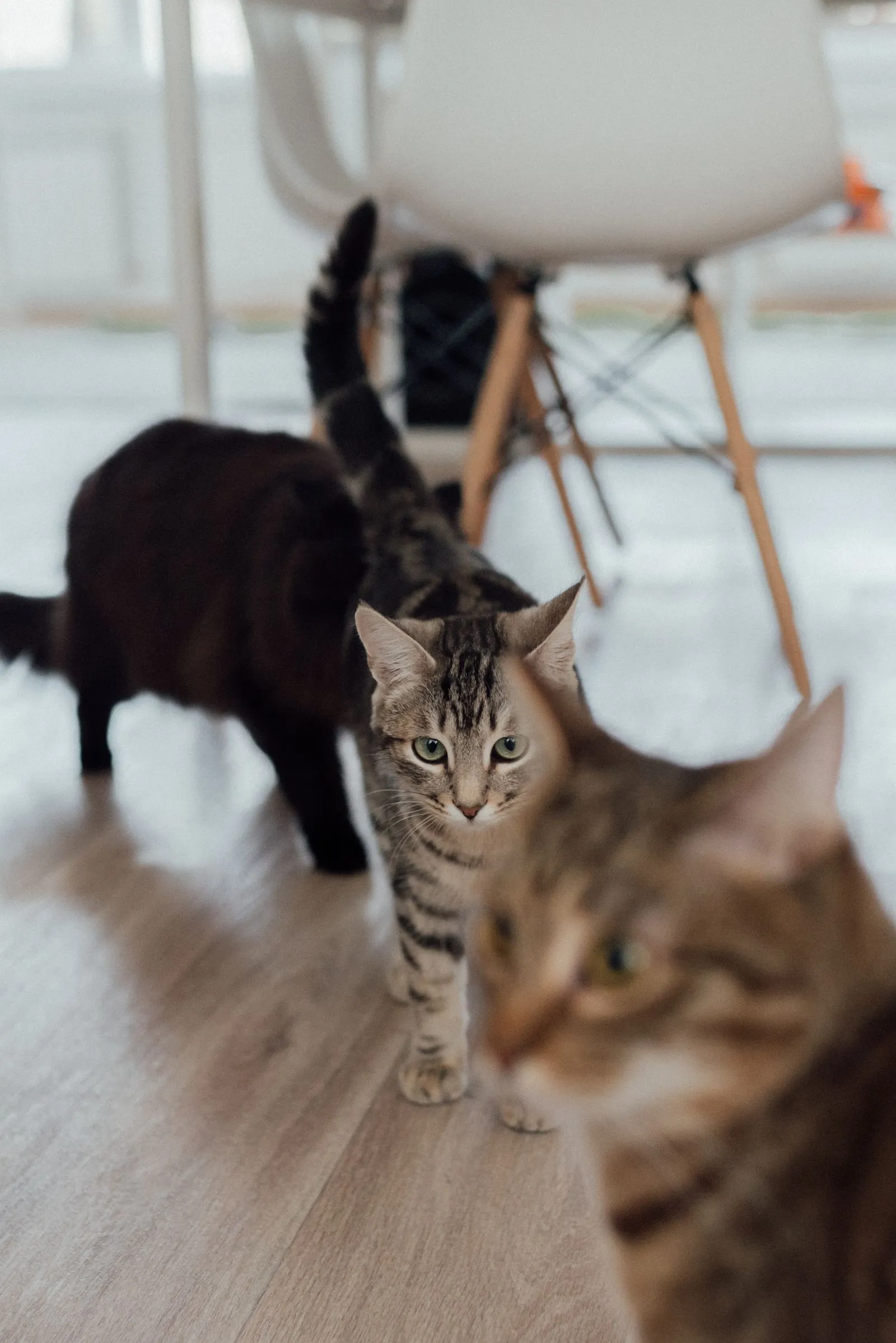 白い椅子のそばの床を歩く、黒猫と2匹の茶トラ猫