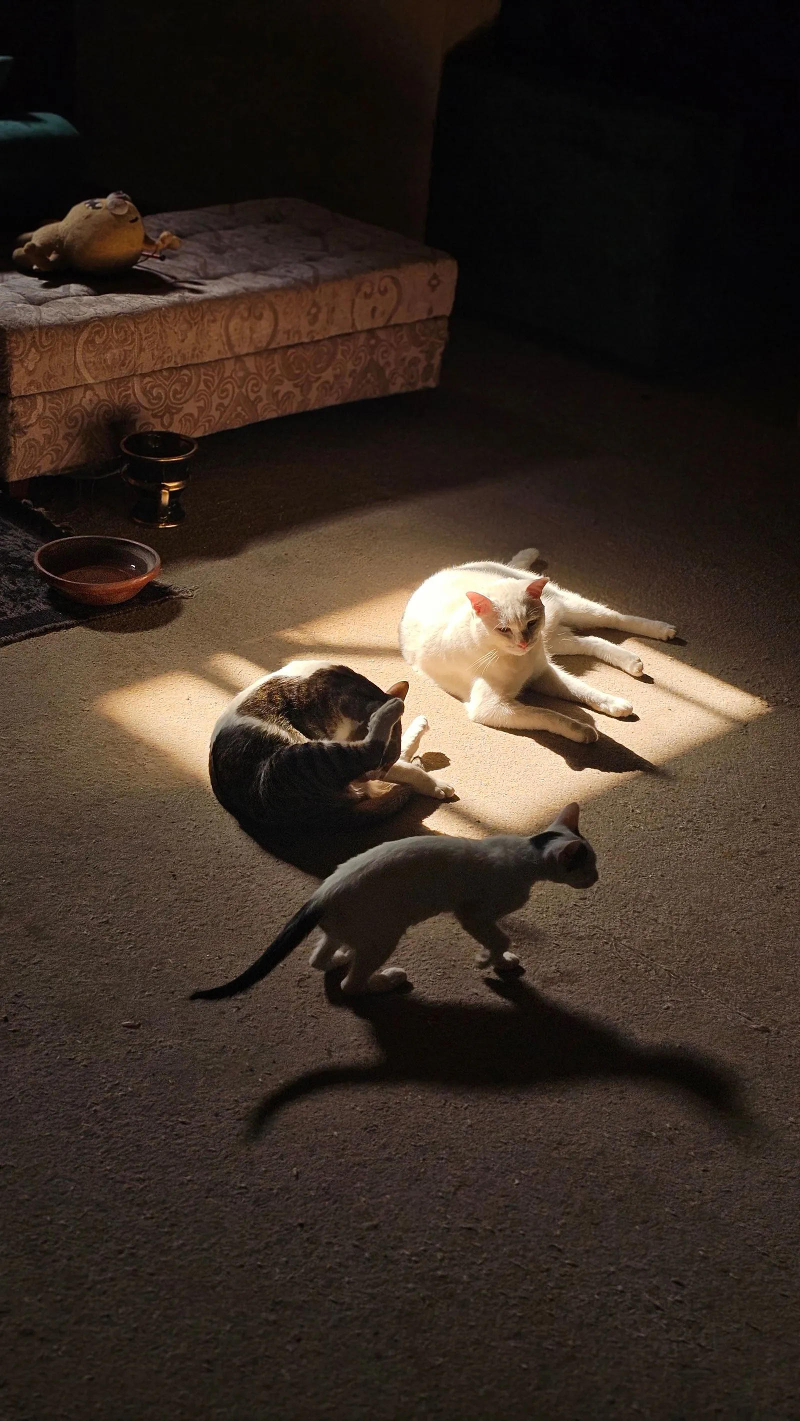 陽だまりの床でくつろぐ白猫と2匹の子猫