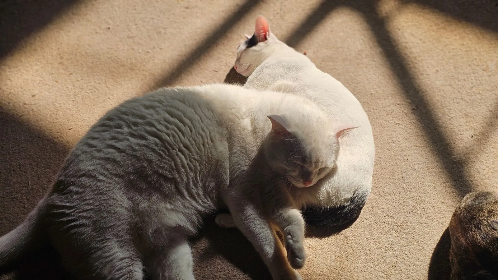 身を寄せ合う、クリーム色の毛並みの猫2匹