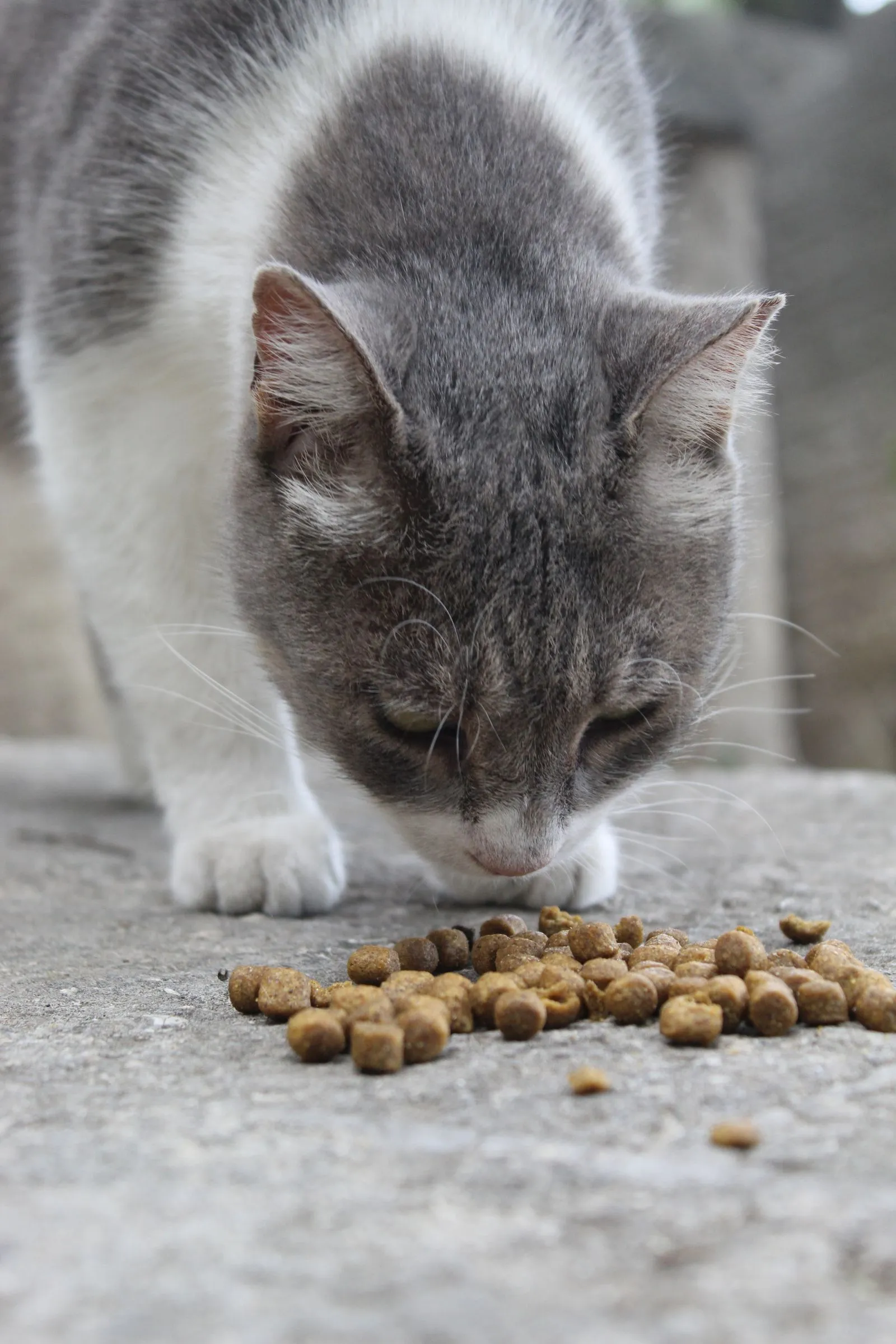 灰色と白の猫が、石畳に散らばったフードのそばに立っている