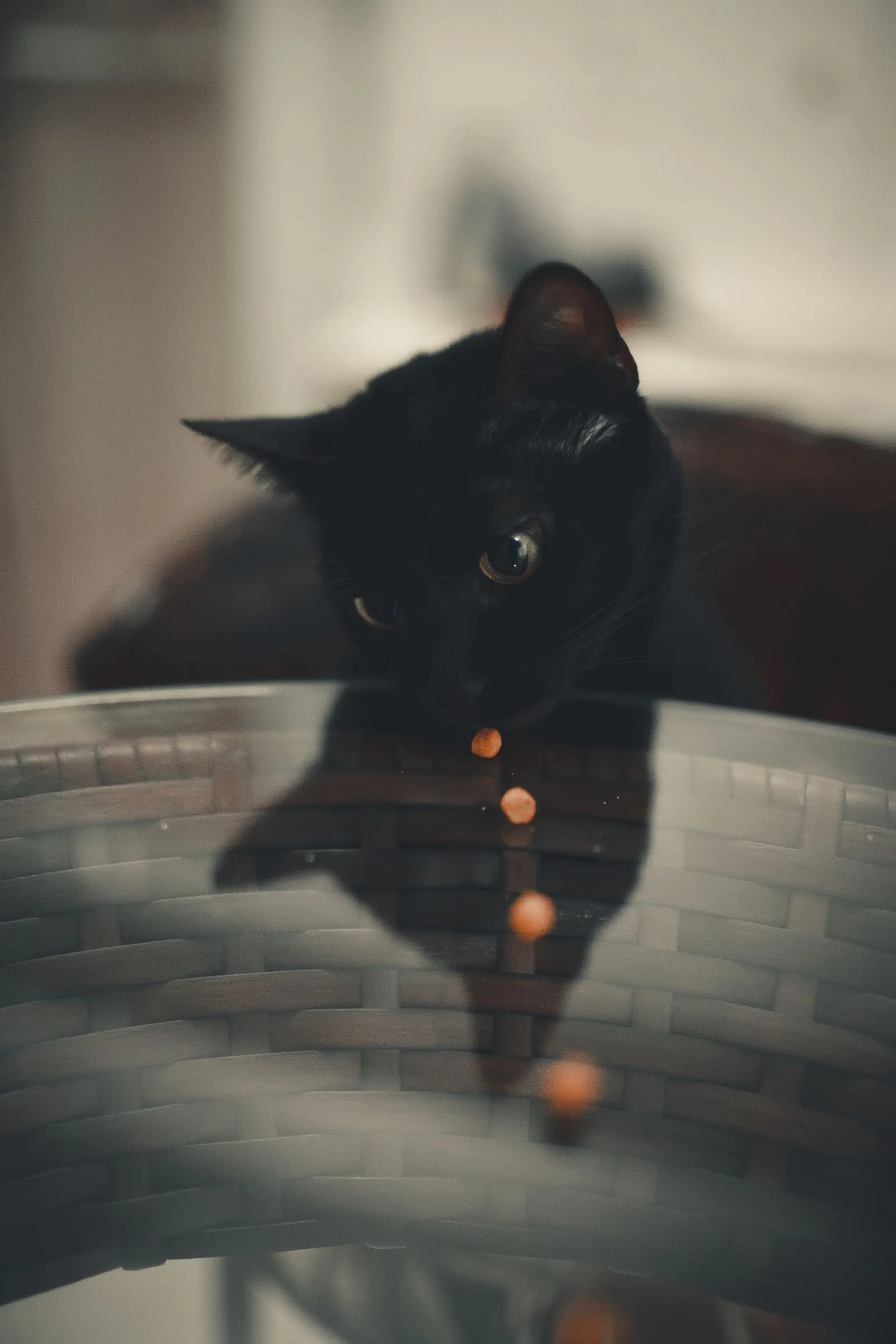 ガラステーブルの上のフードを見下ろす、黒猫