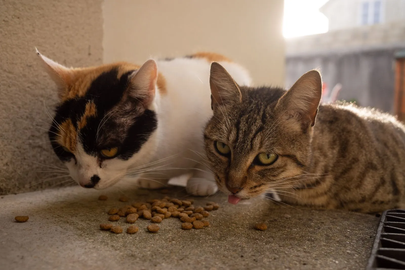 地面に散らばったフードを、三毛猫とキジトラ猫が並んで食べている